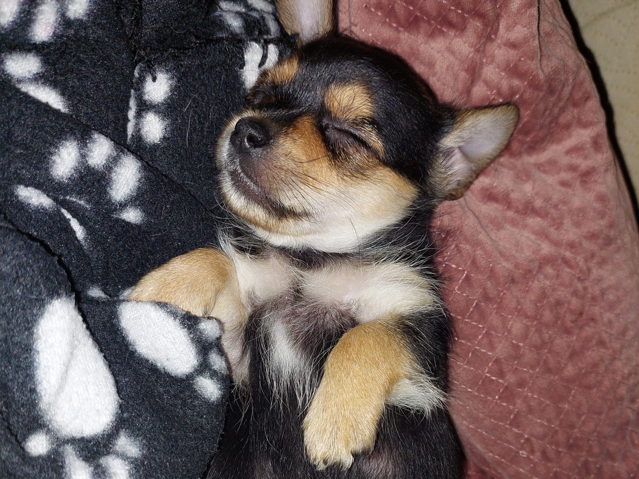 Chorkie · Vårby · DochD