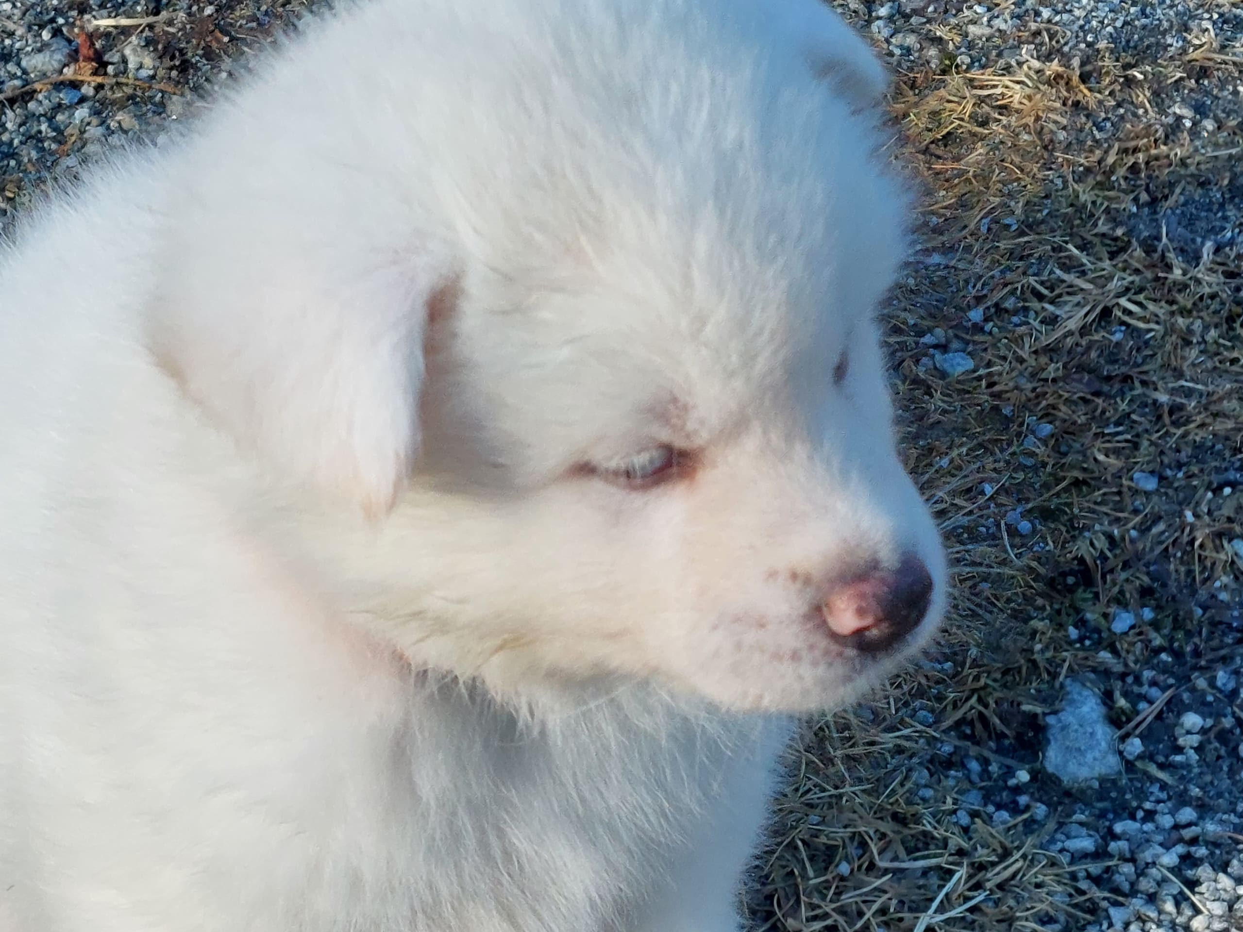 Akita Inu · Dorotea · Krayon's kennel