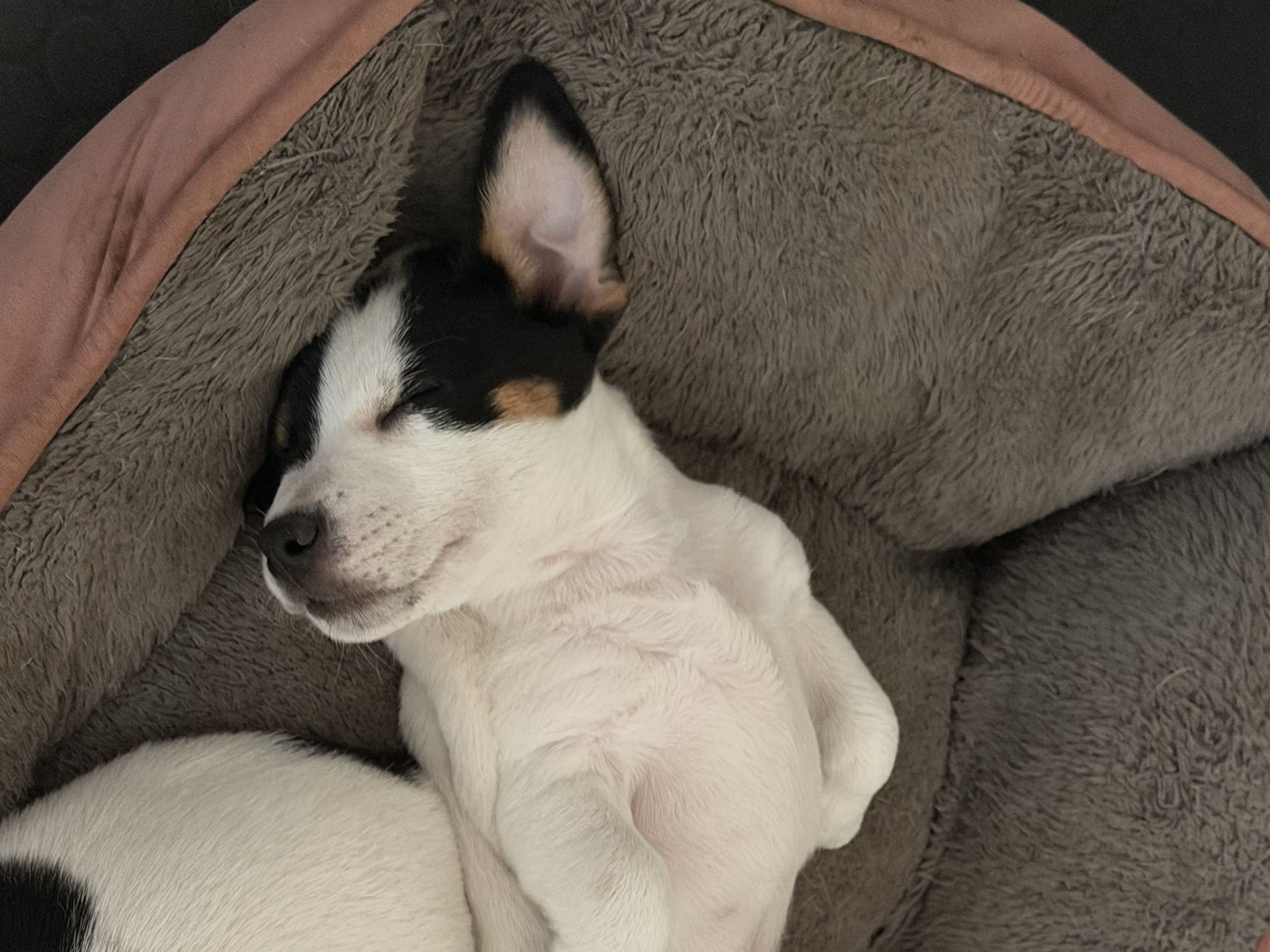 Jack russell terrier · åstorp · Dzenita R.