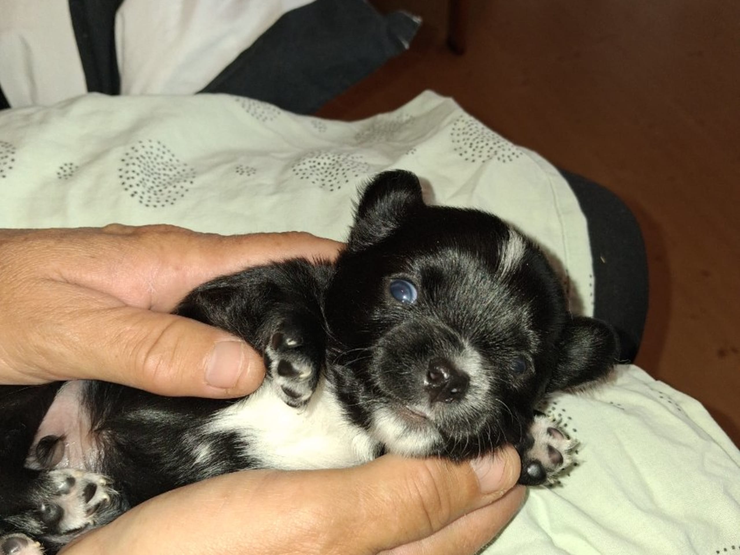 Chihuahua · Högsäter · Peter Segerberg