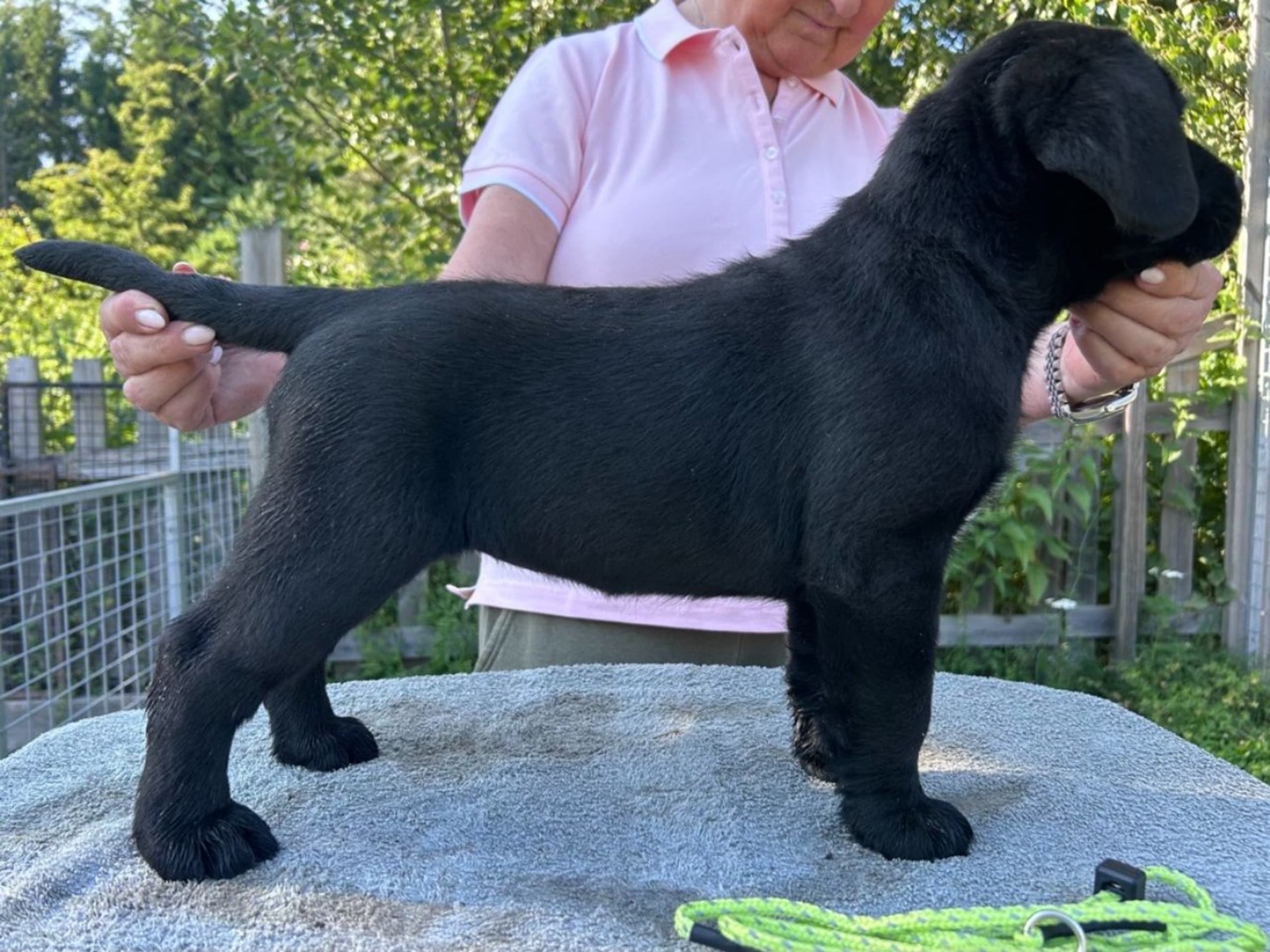 Labrador retriever · Björkvik · Annual's