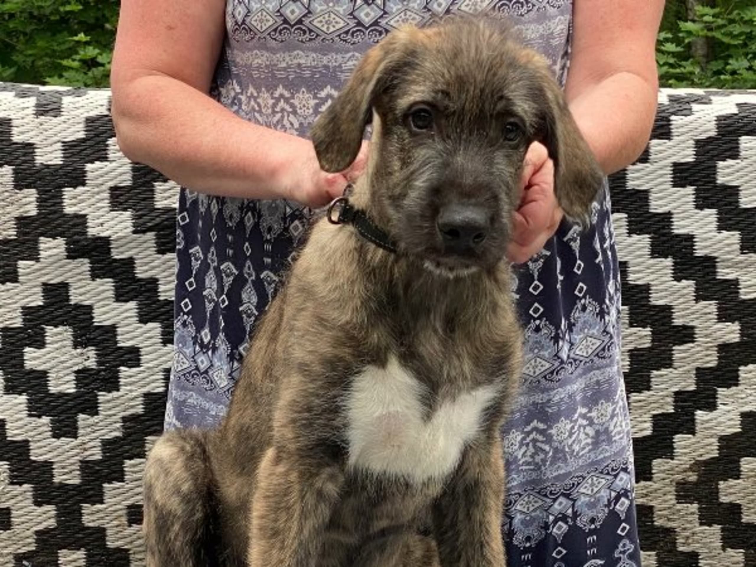 Irish Wolfhound · Lindome · Askhults