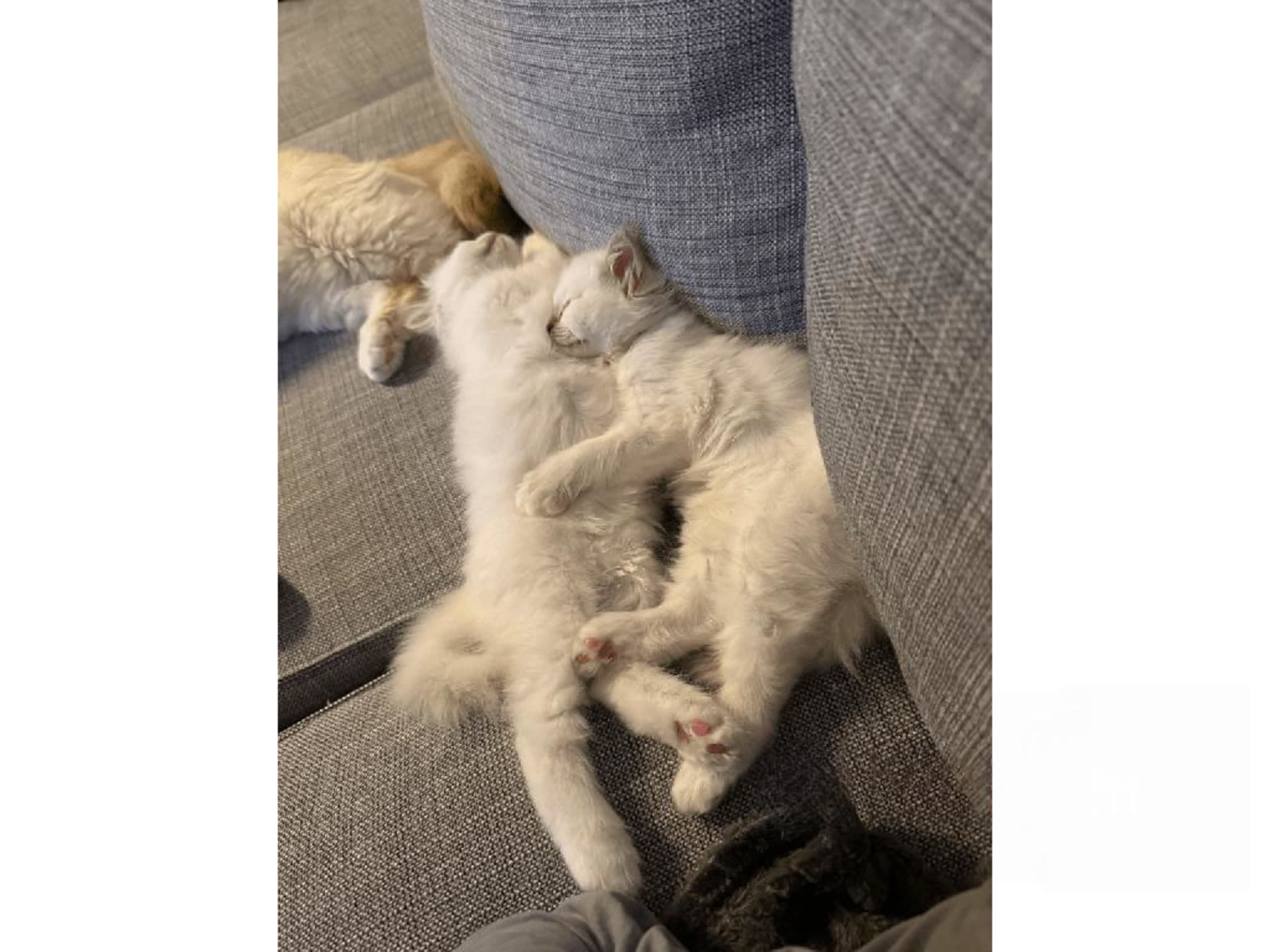 Helig birma · Eslöv · SE*DiddlyPawsFarm