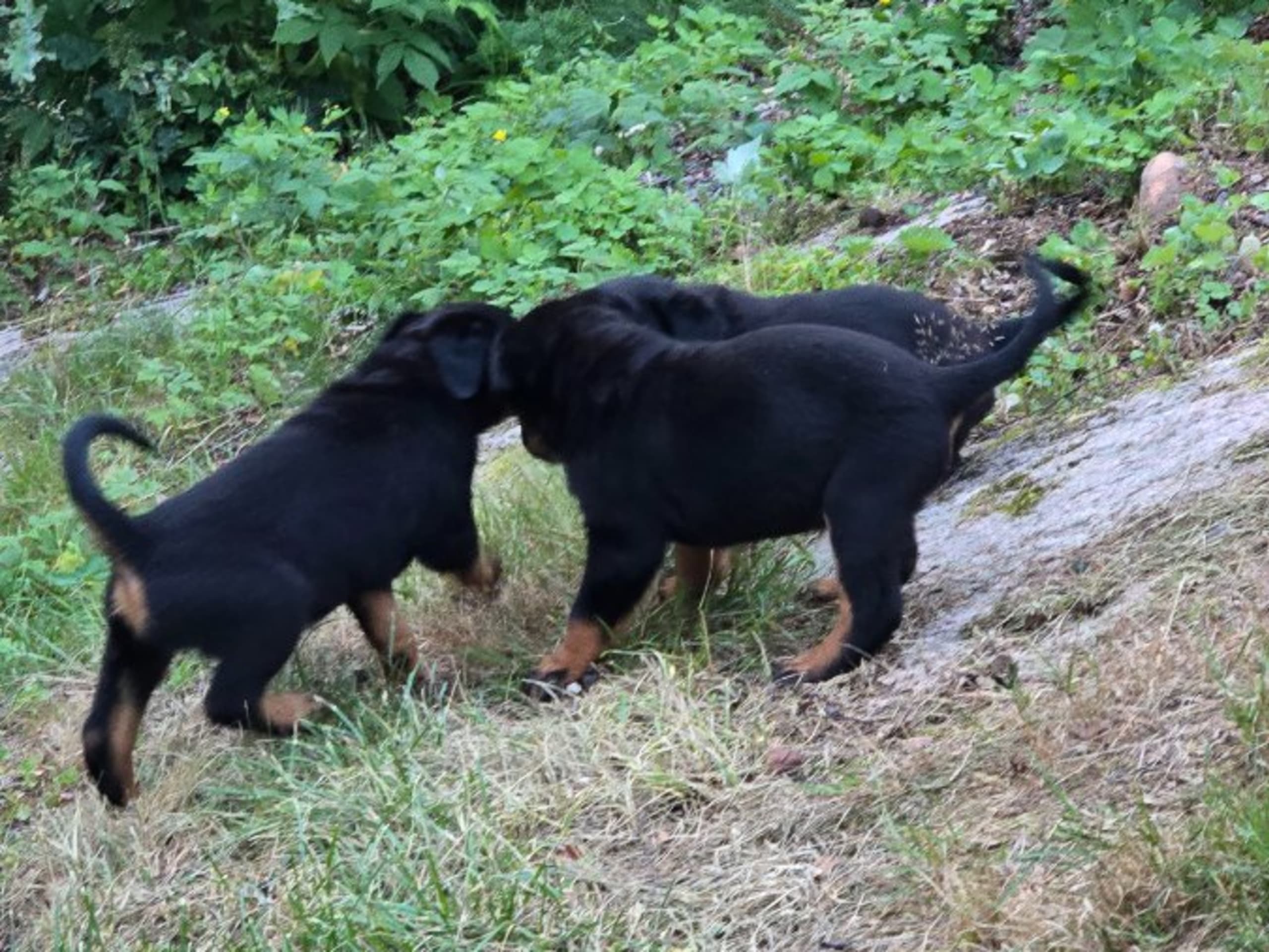 Rottweiler · Olofstorp · Levarotto's kennel