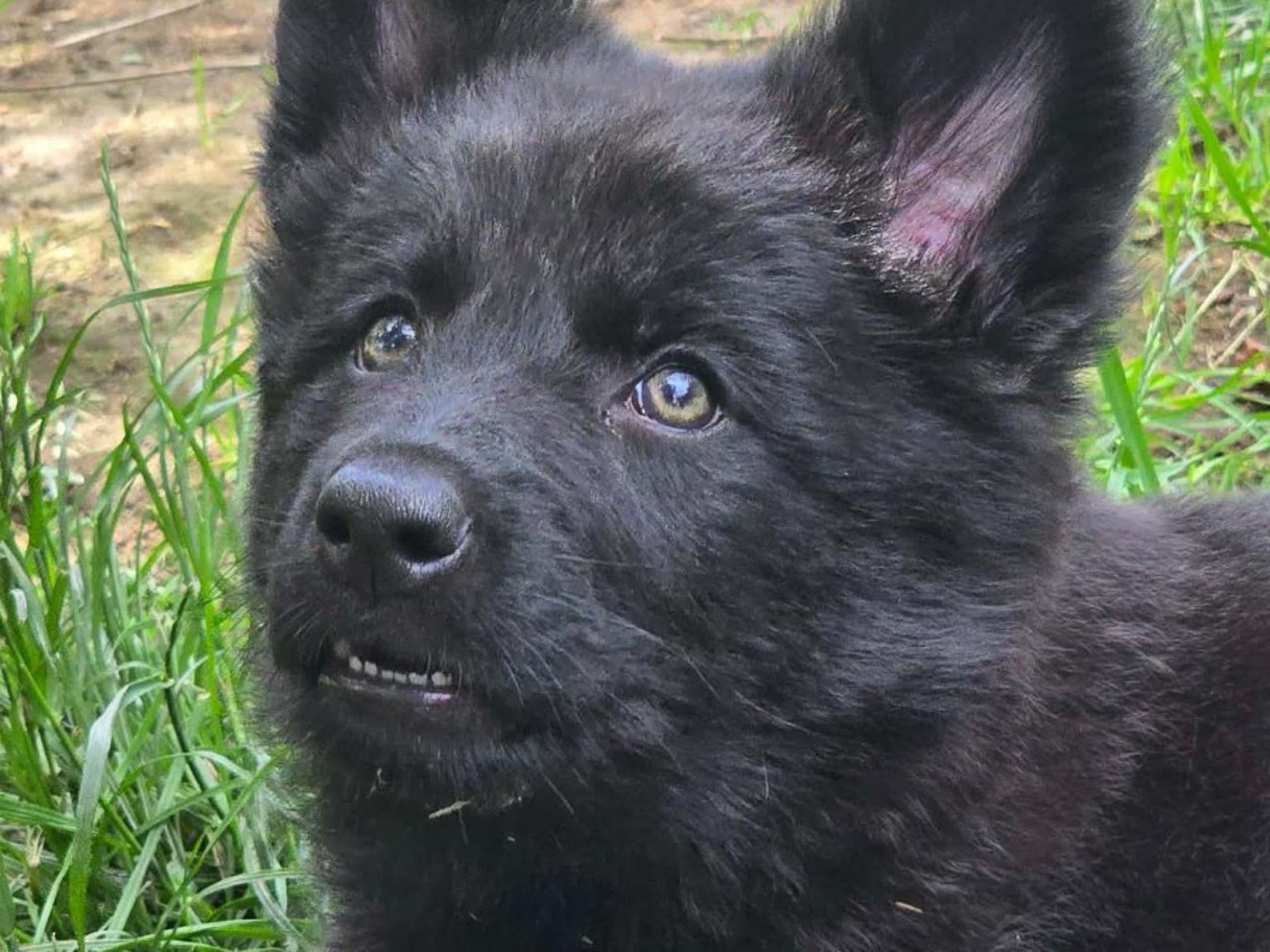 Tysk Schäferhund · Vallåkra · Incidents