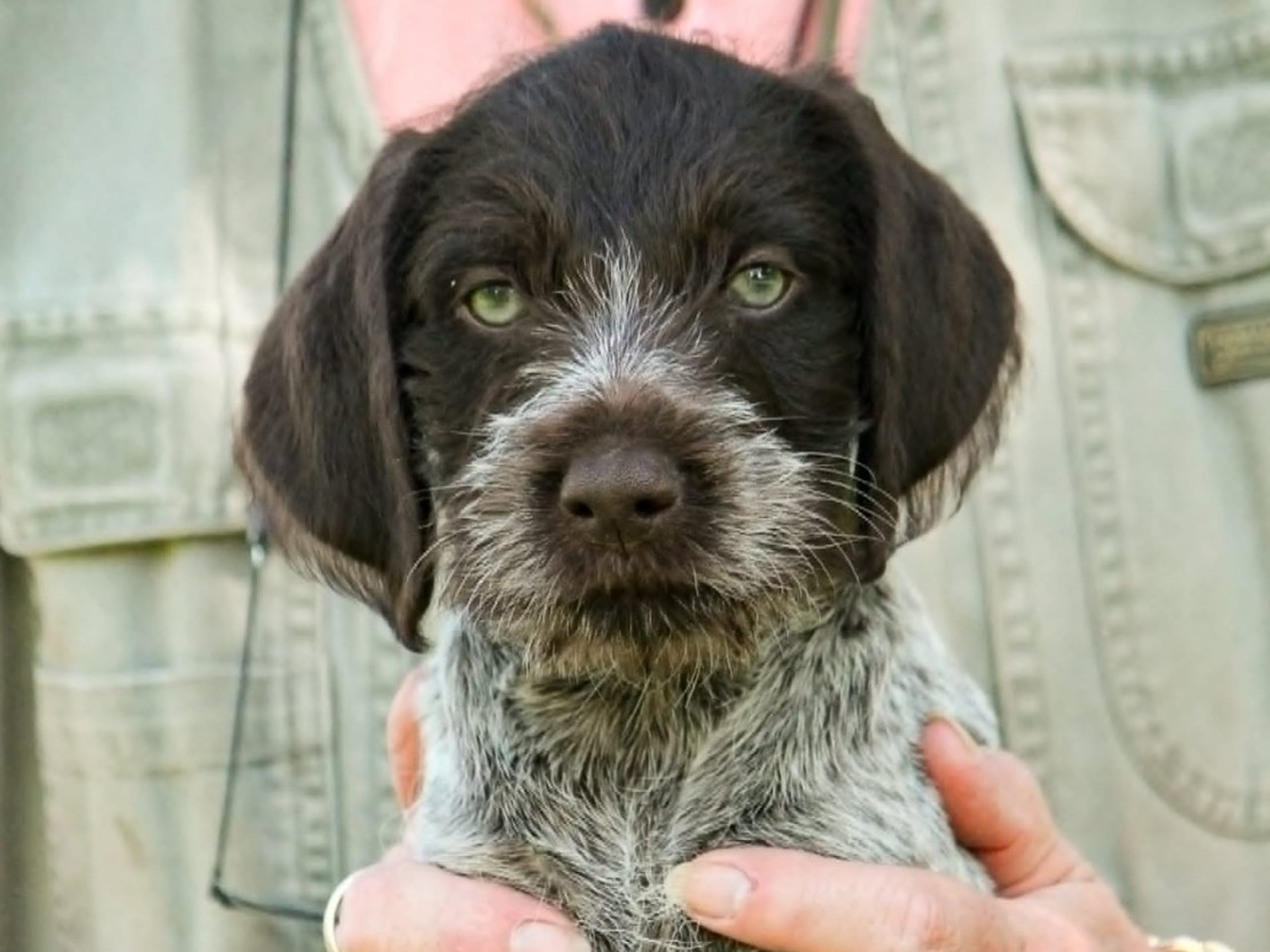 German Shorthaired Pointer (Vorsteh) · Höör · Brevikens