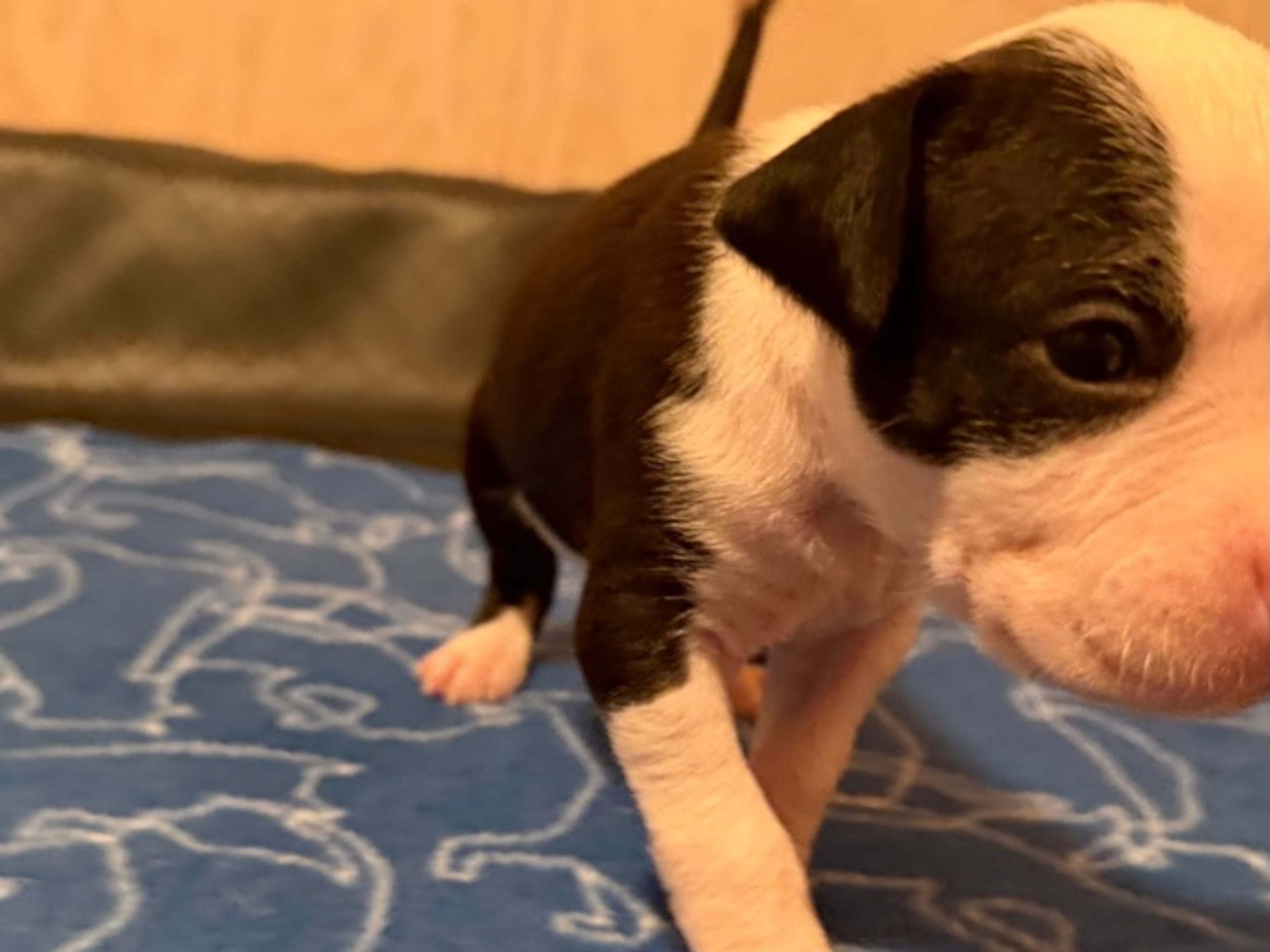 American Staffordshire Terrier · Kista · Patrick Nielsen Amstaff