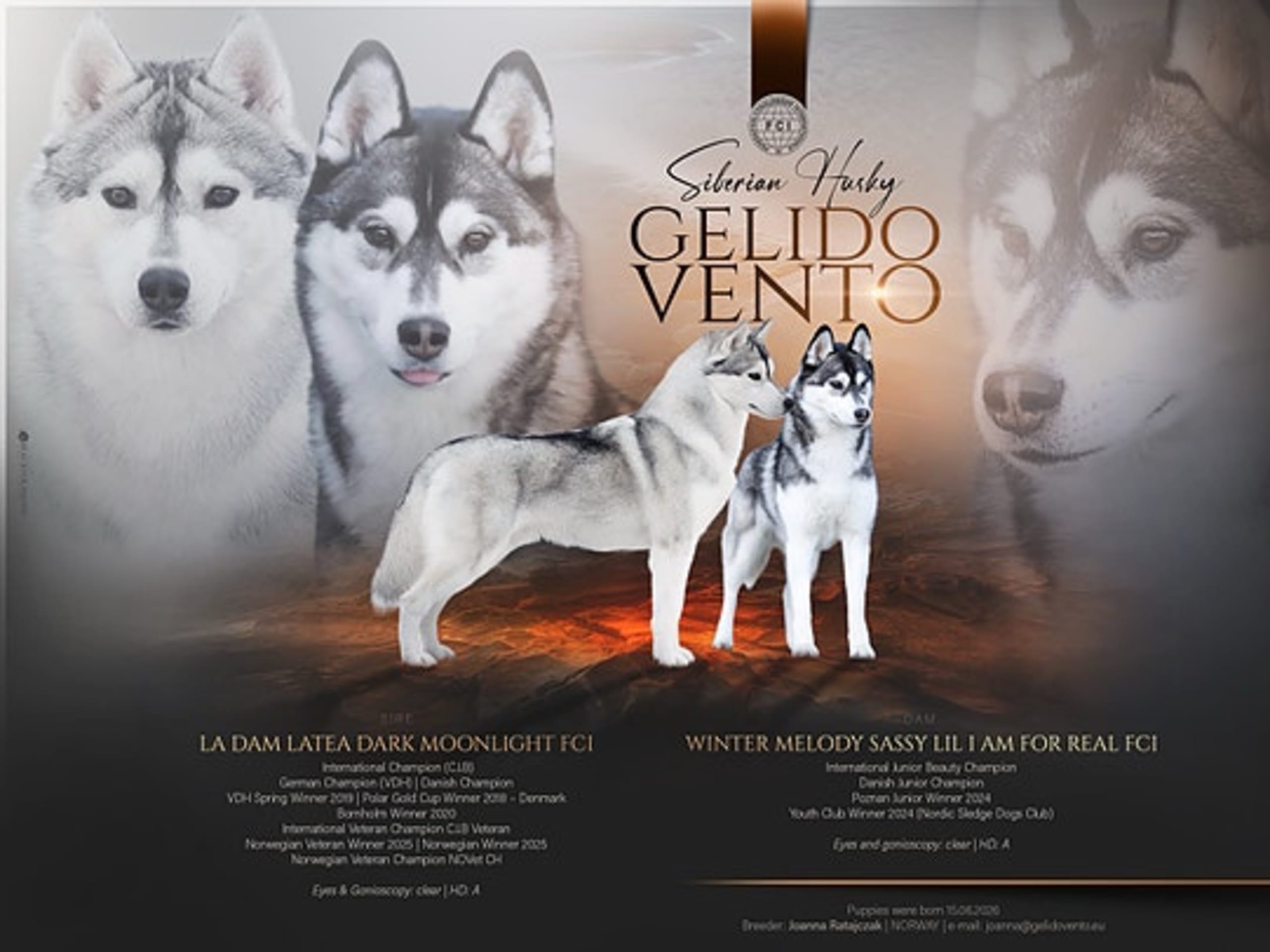 Siberian husky · Sørskogbygda · Joanna Krystyna Ratajczak