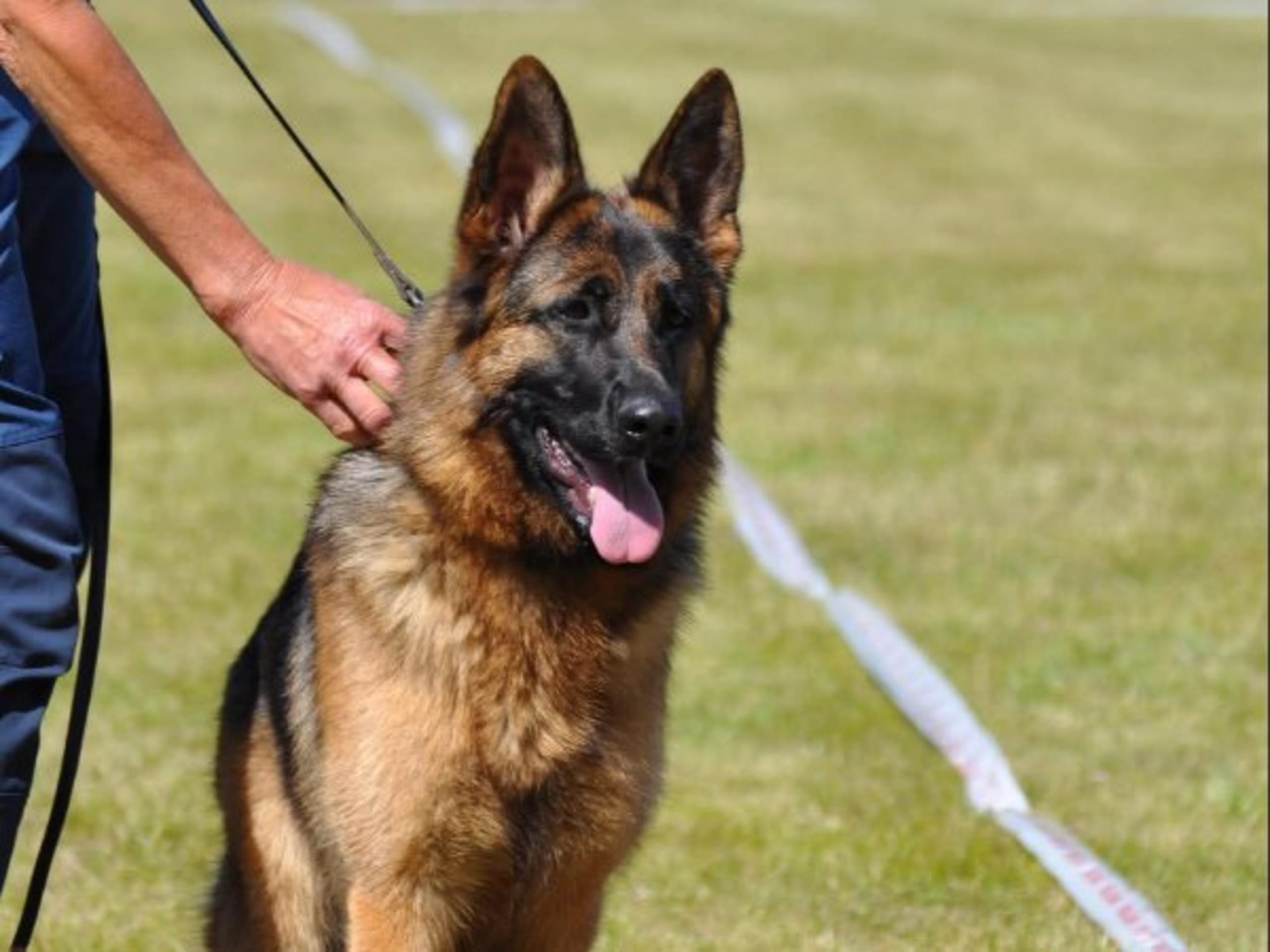 Tysk Schäferhund · Kristinehamn · Shiragårdens