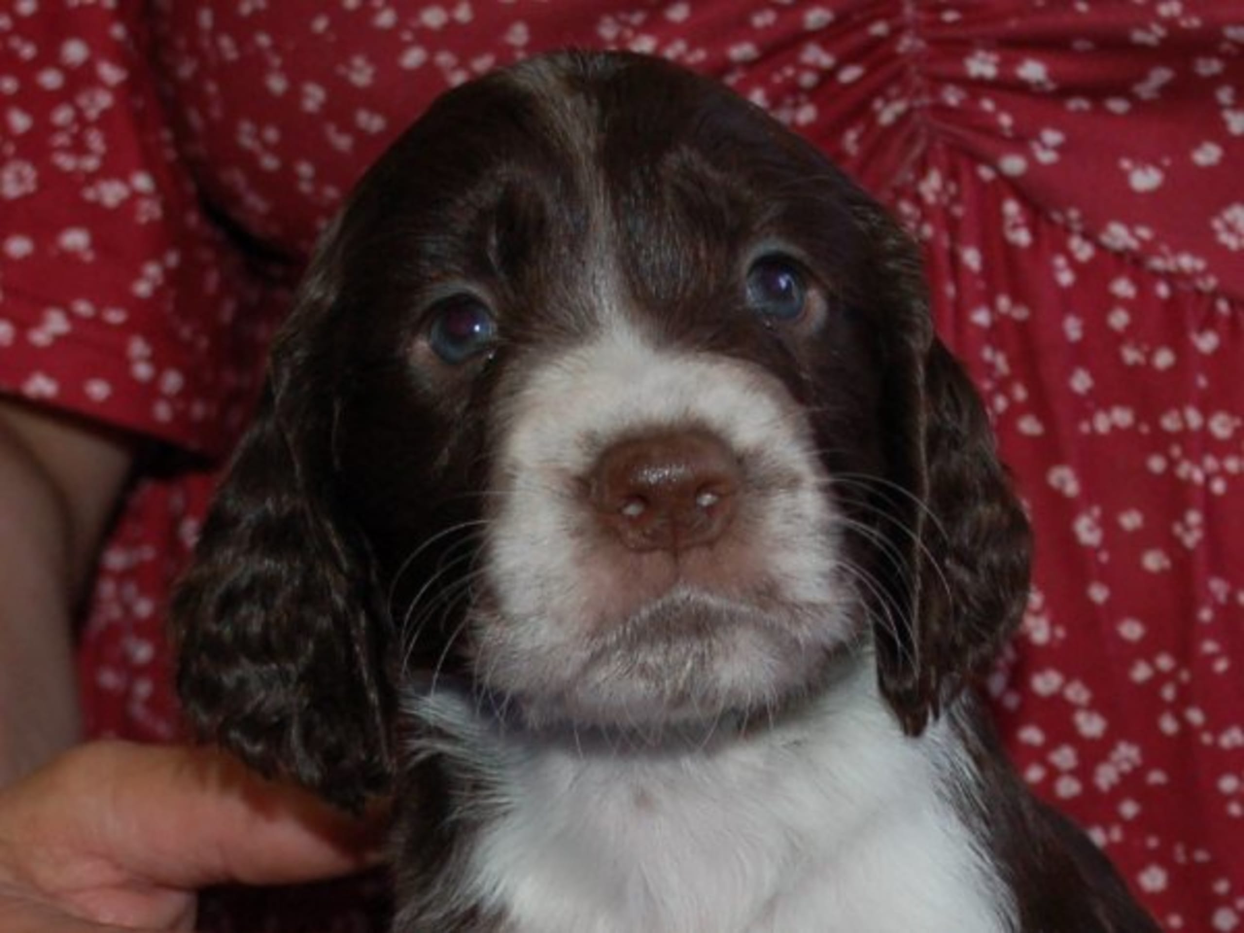 Engelsk springer spaniel