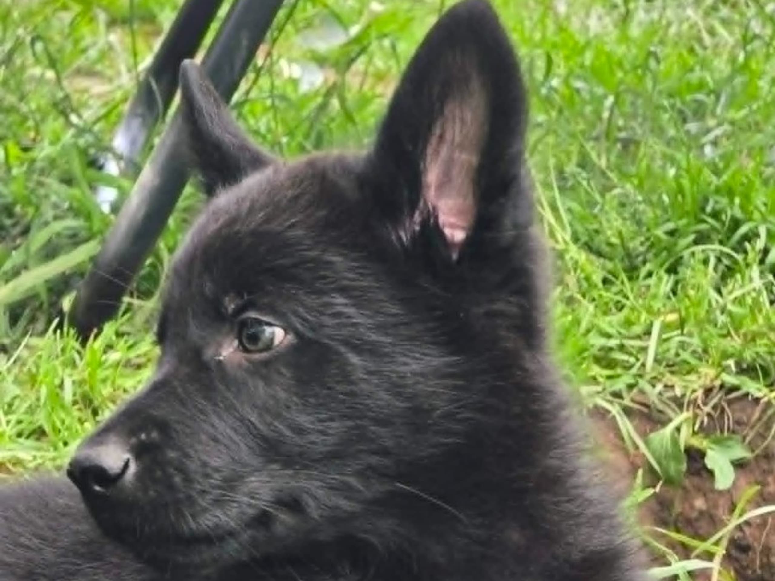 Tysk Schäferhund · Vallåkra · Incidents