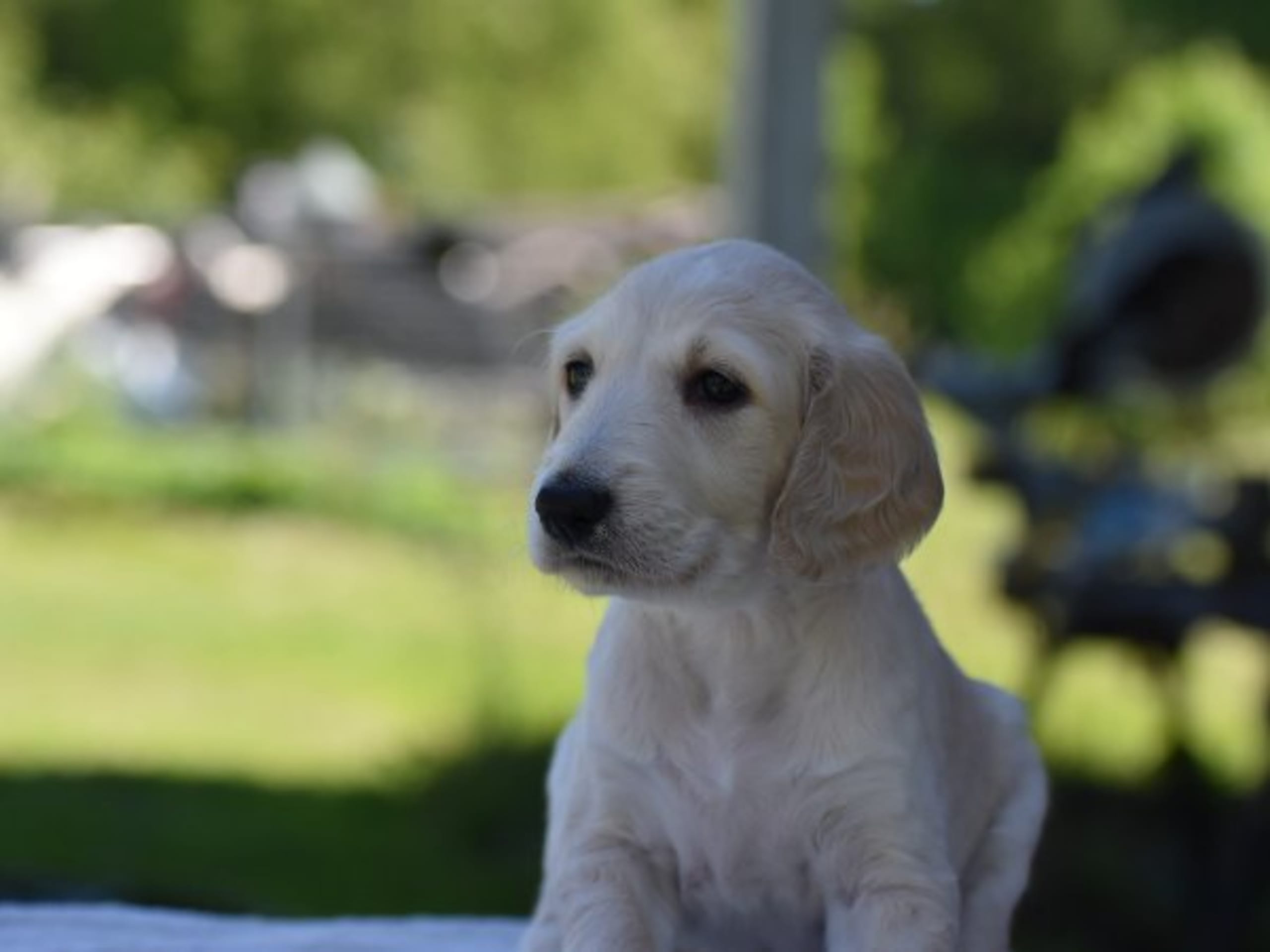 Saluki · Vaggeryd · Ojmanako's