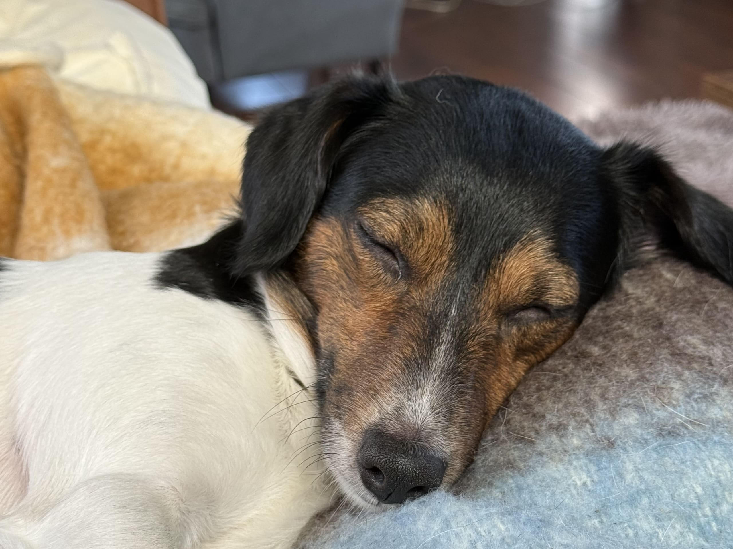 Jack Russell Terrier · Lysøysundet · Karin O.