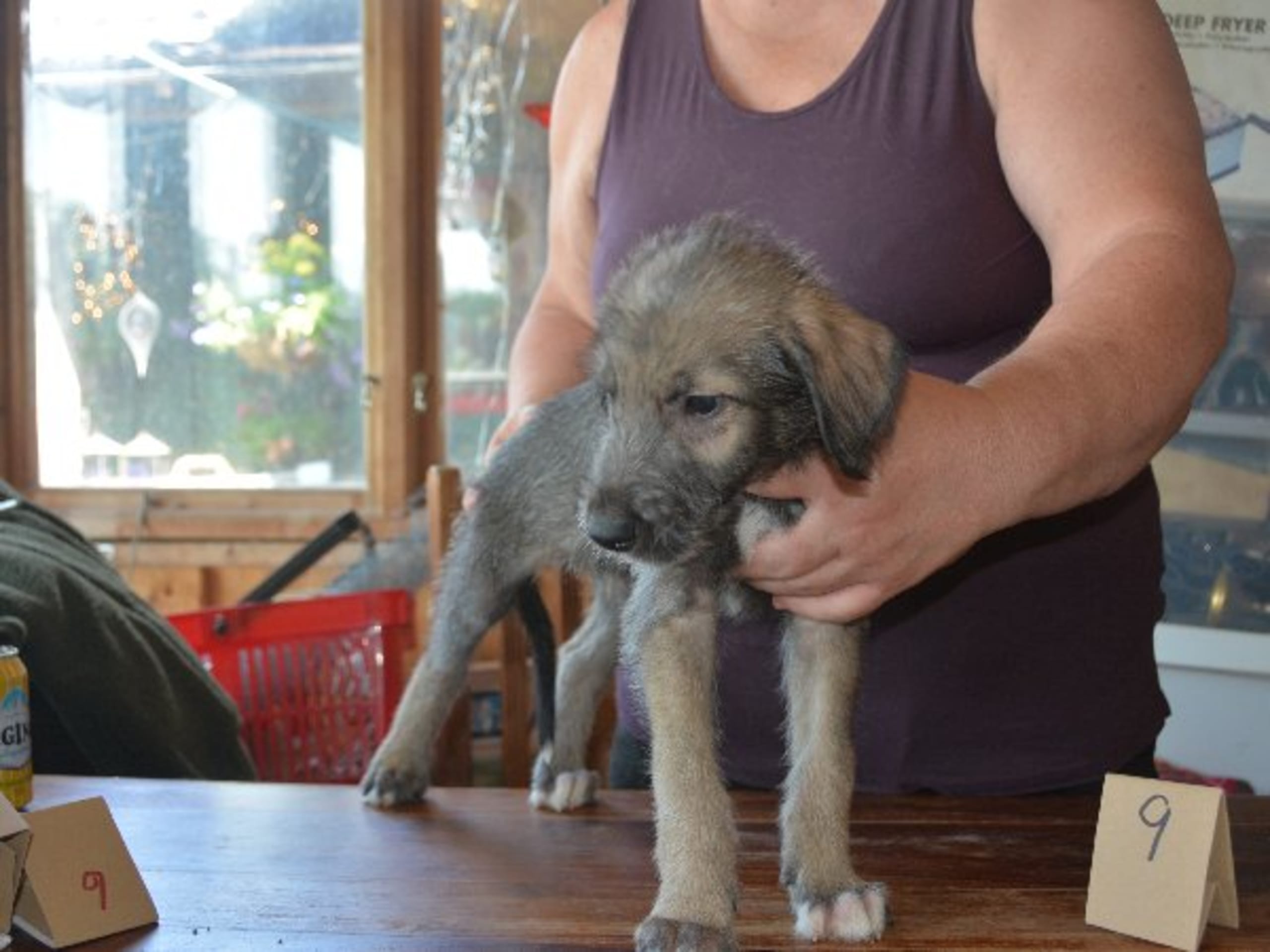 Irish Wolfhound · Stora Levene · Åkerö's