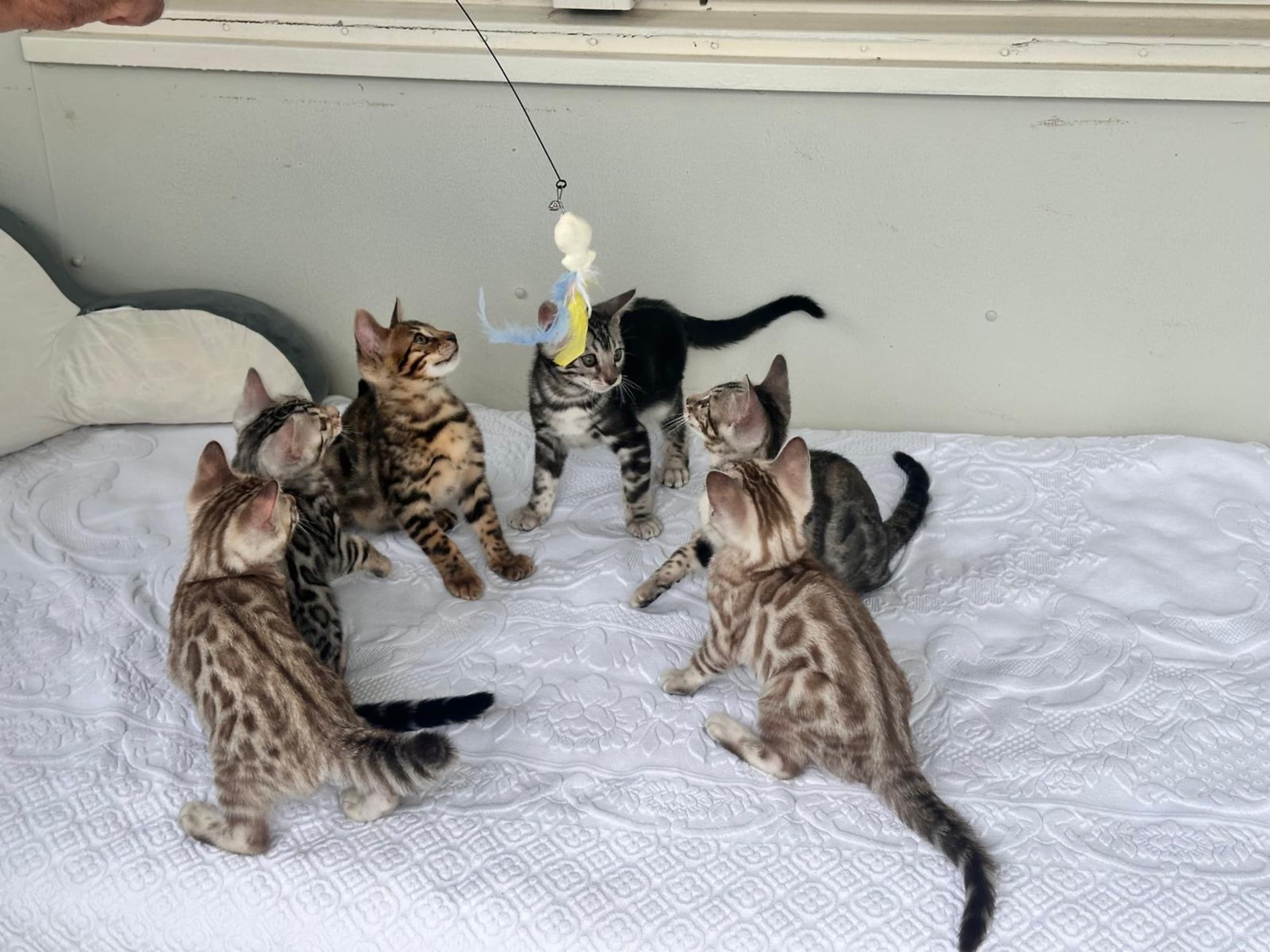 Bengal