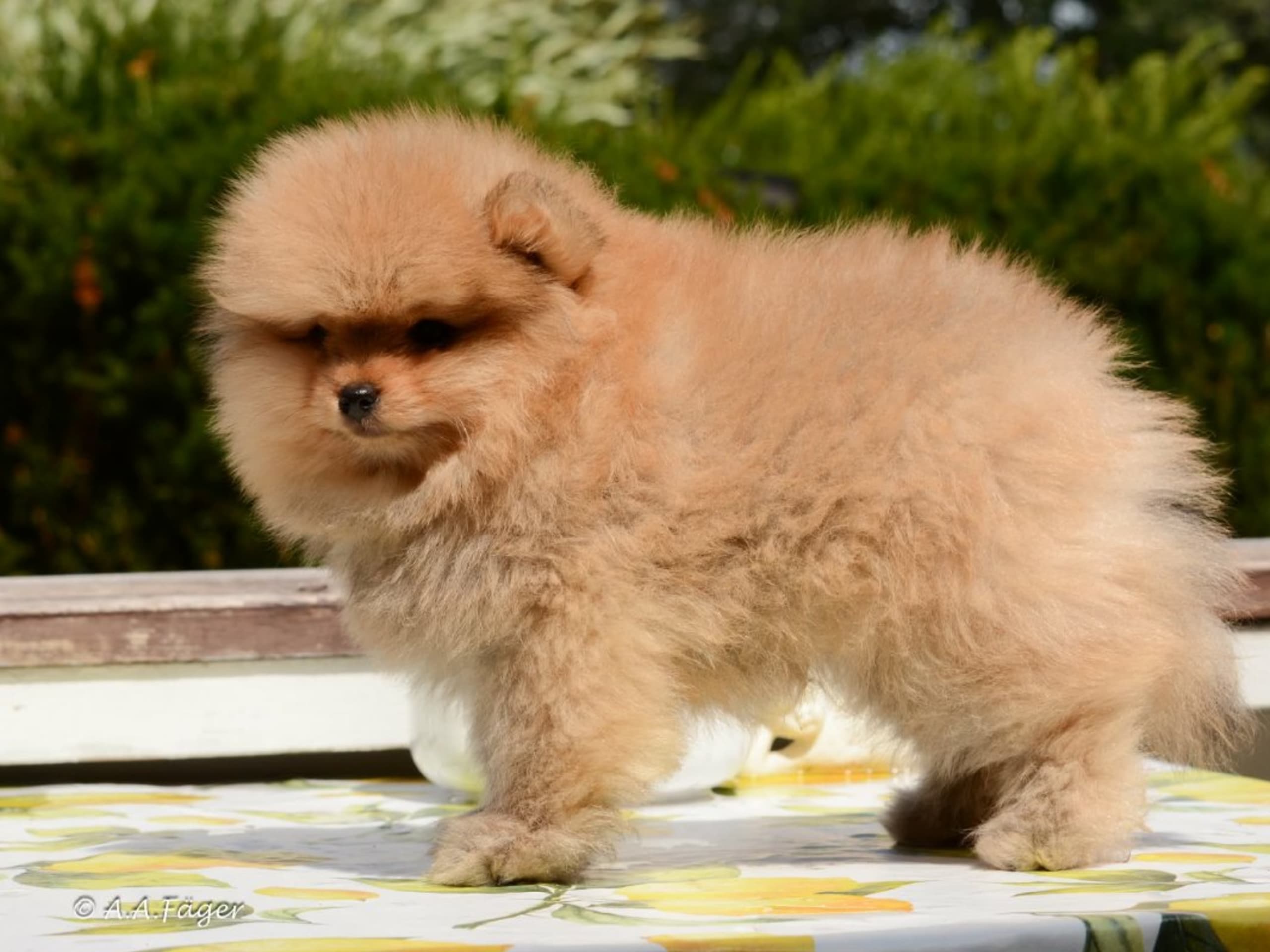 Pomeranian · Linköping · Fluffy Soul's