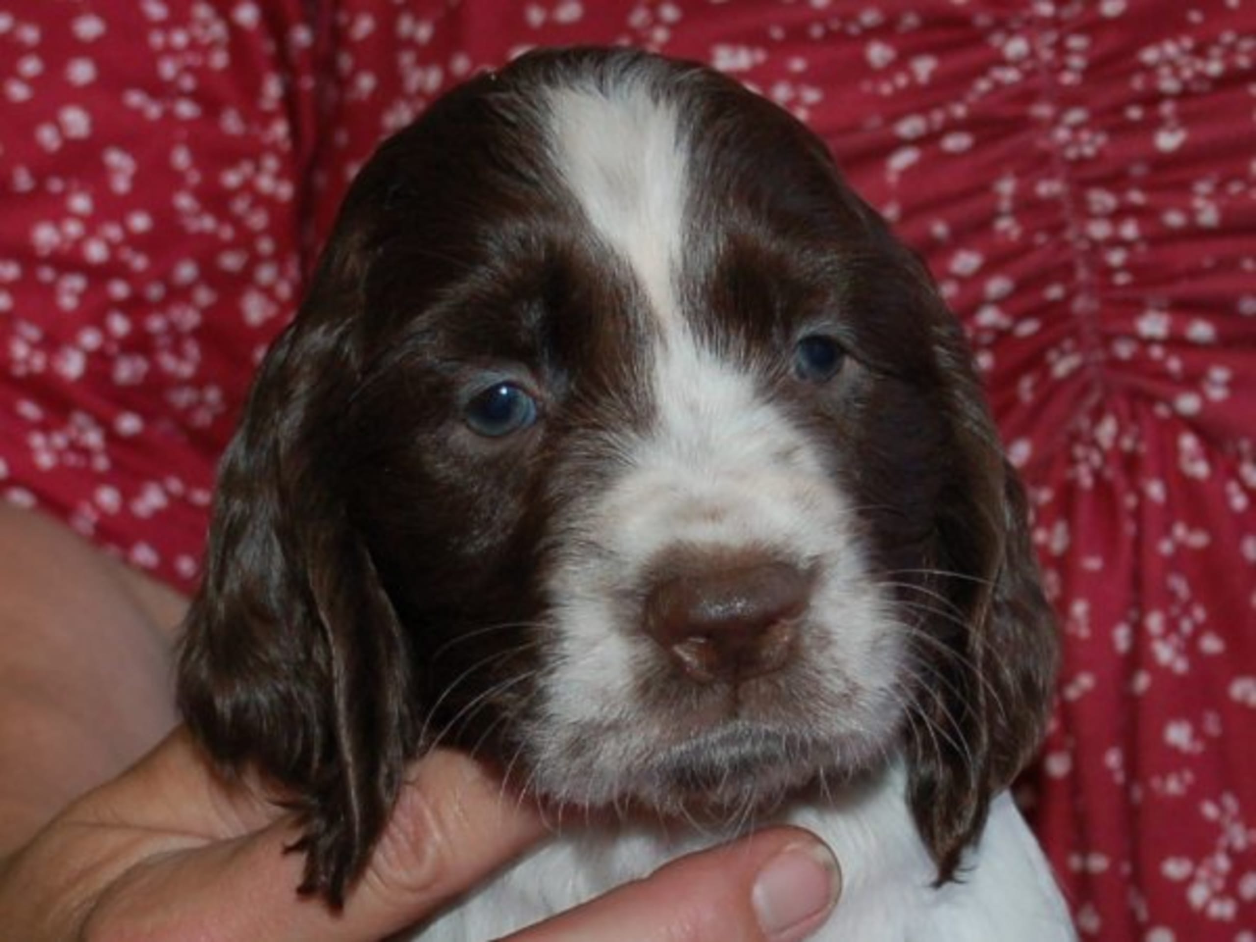 Engelsk springer spaniel · Mellerud · Ripplings