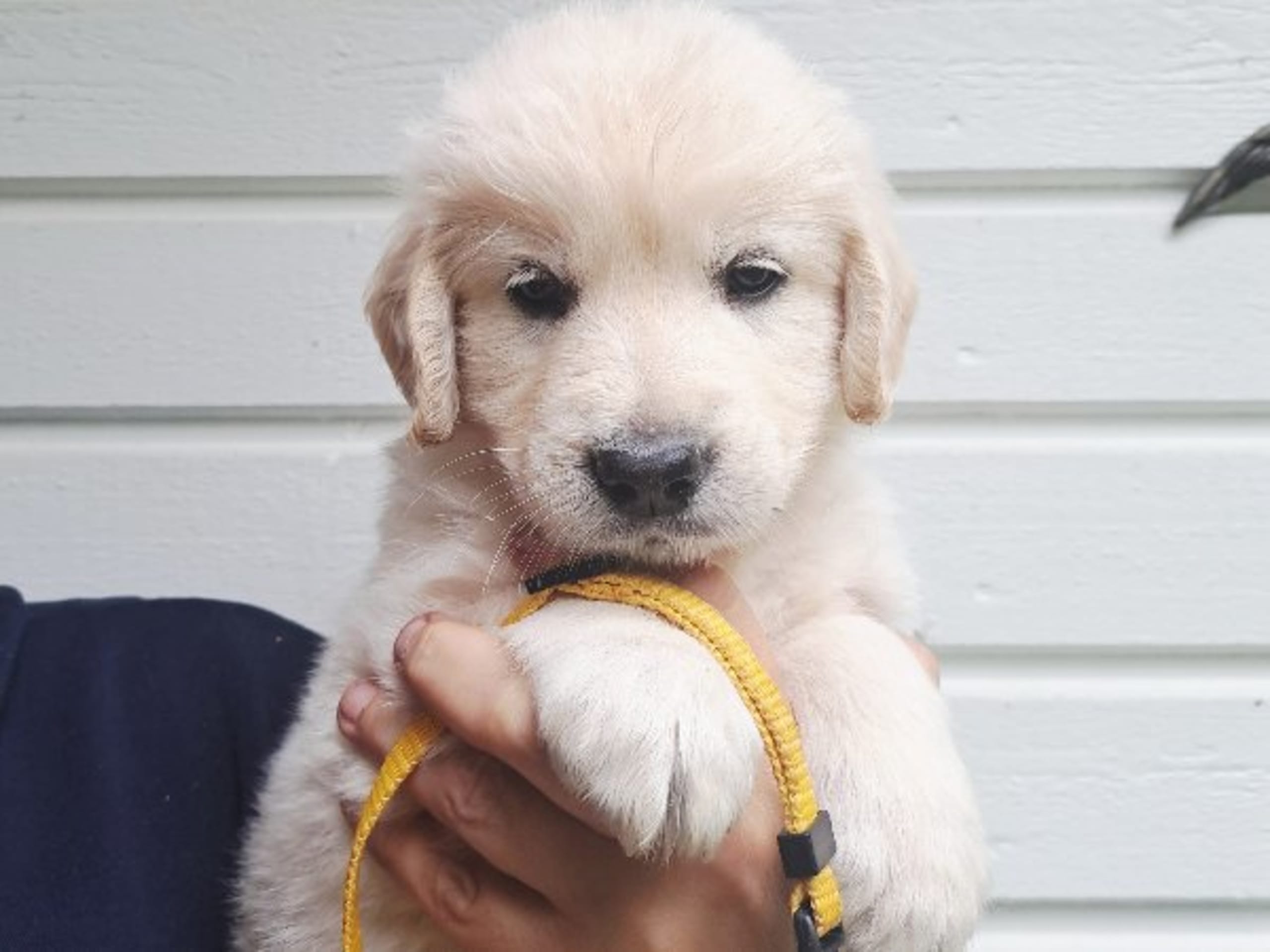 Golden Retriever · Svenshögen · Dream Max