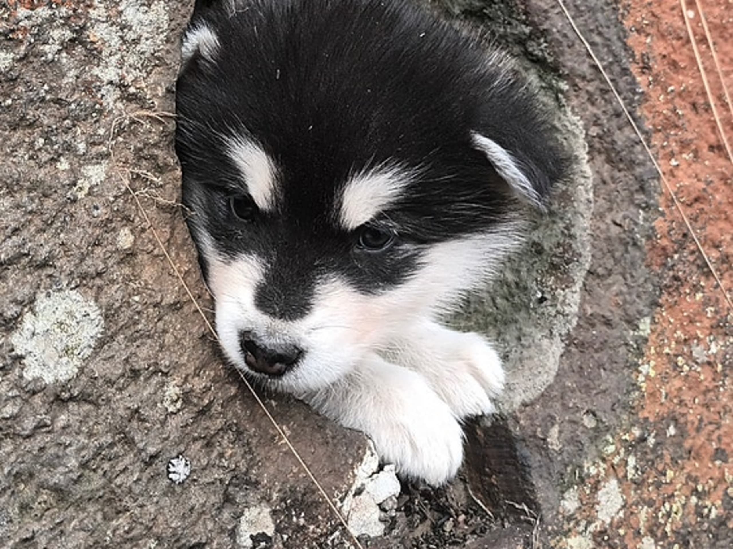 Alaskan malamute · Seljord · Kennel Kitchaq