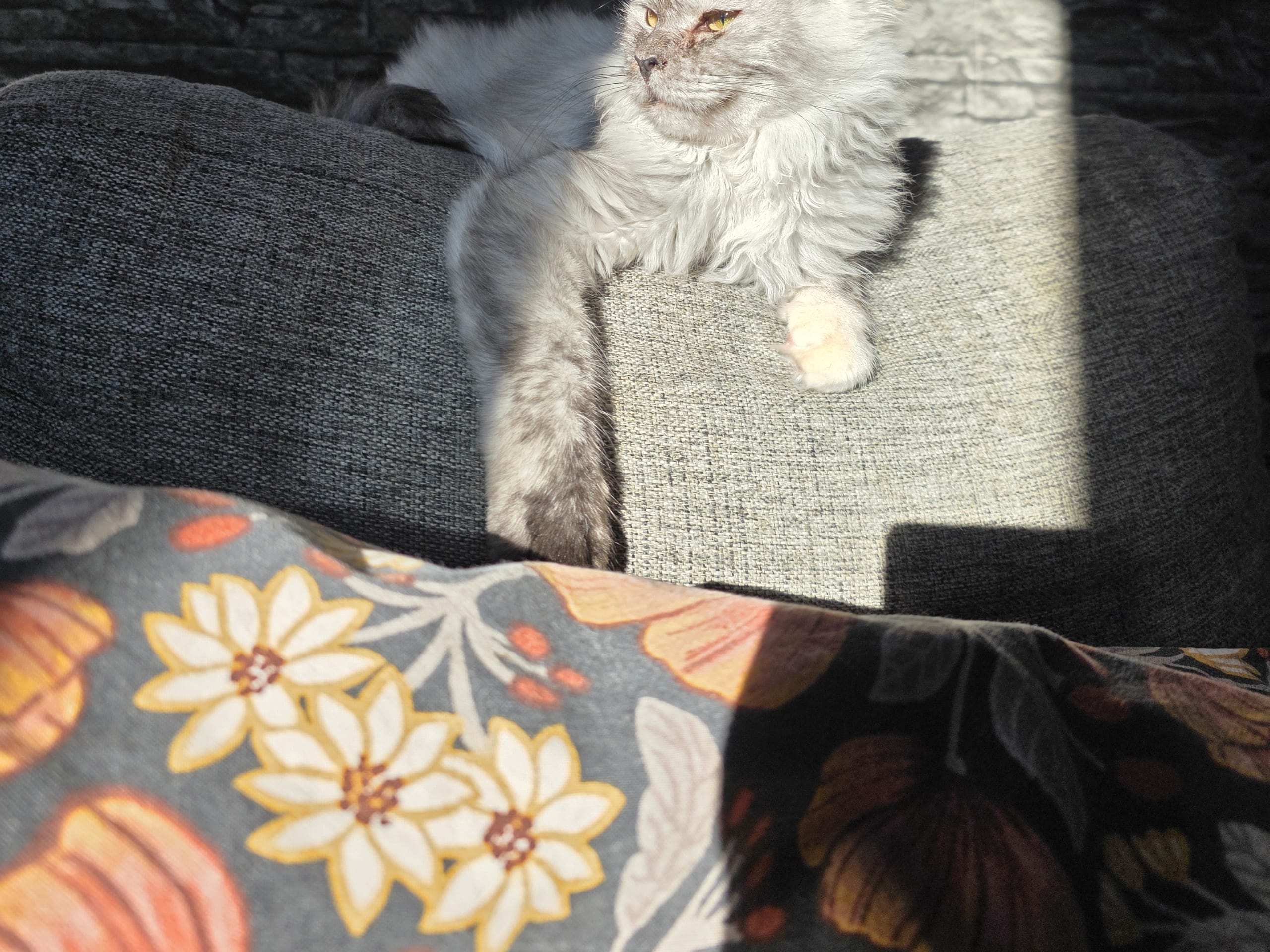 Maine Coon · Reftele · Matilda H.