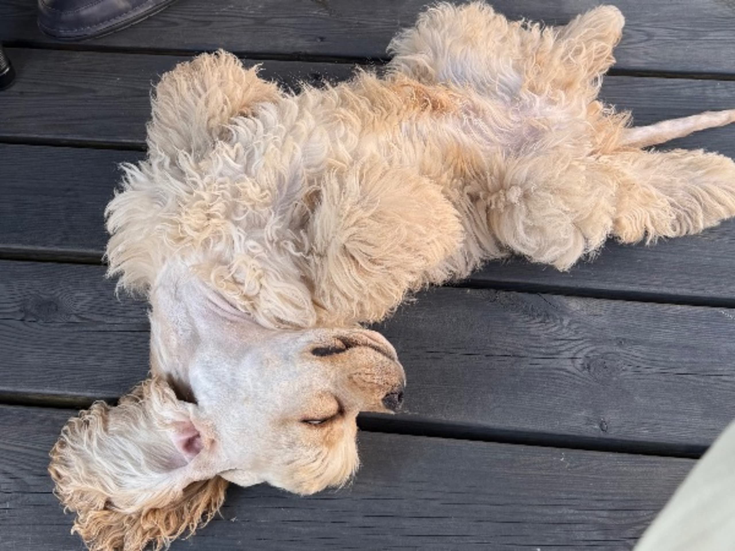 Amerikansk cocker spaniel · Simlångsdalen · Cathrine Uhrberg