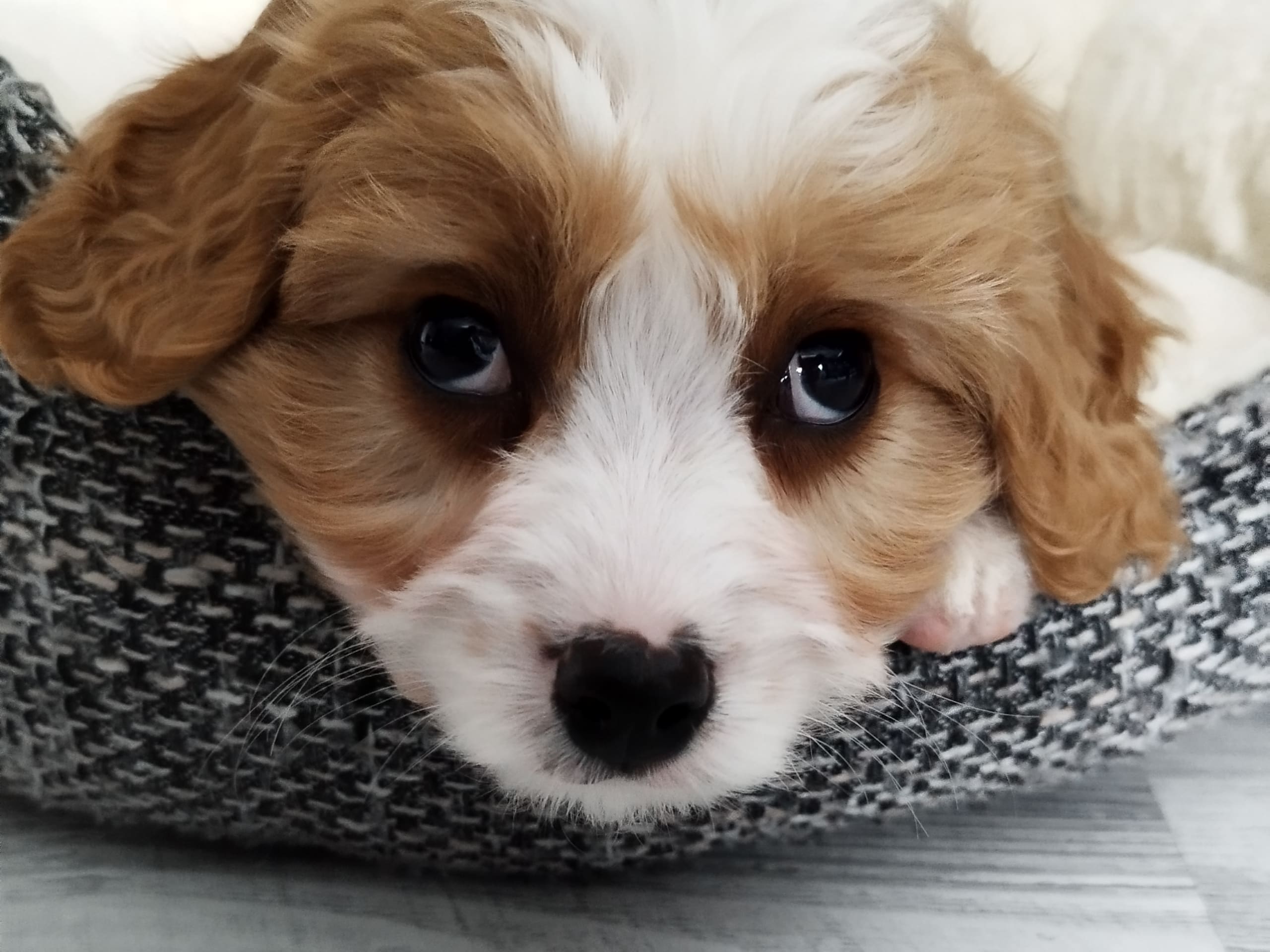 Hjortkvarns Cavapoo