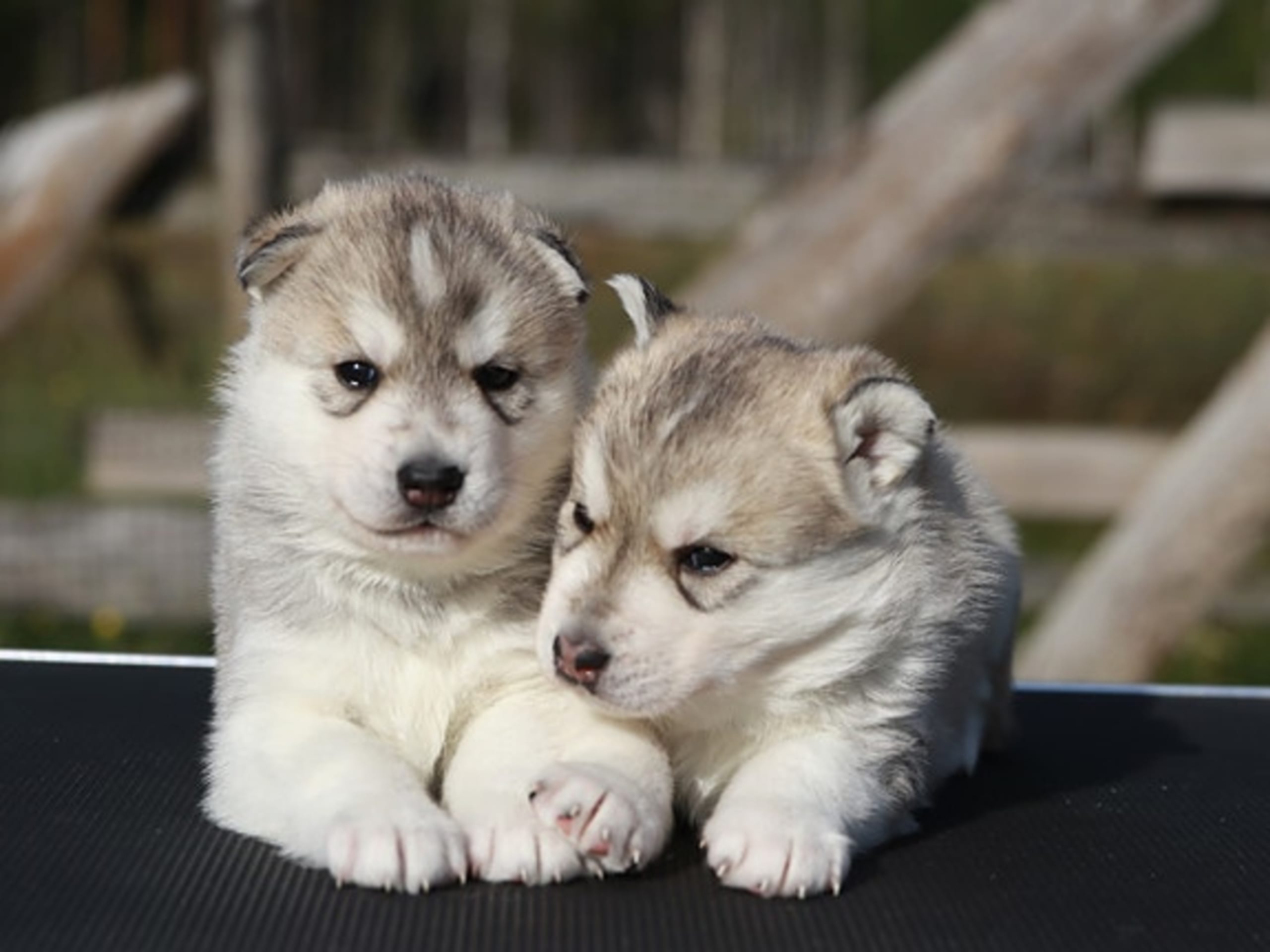 Siberian husky · Sørskogbygda · Joanna Krystyna Ratajczak