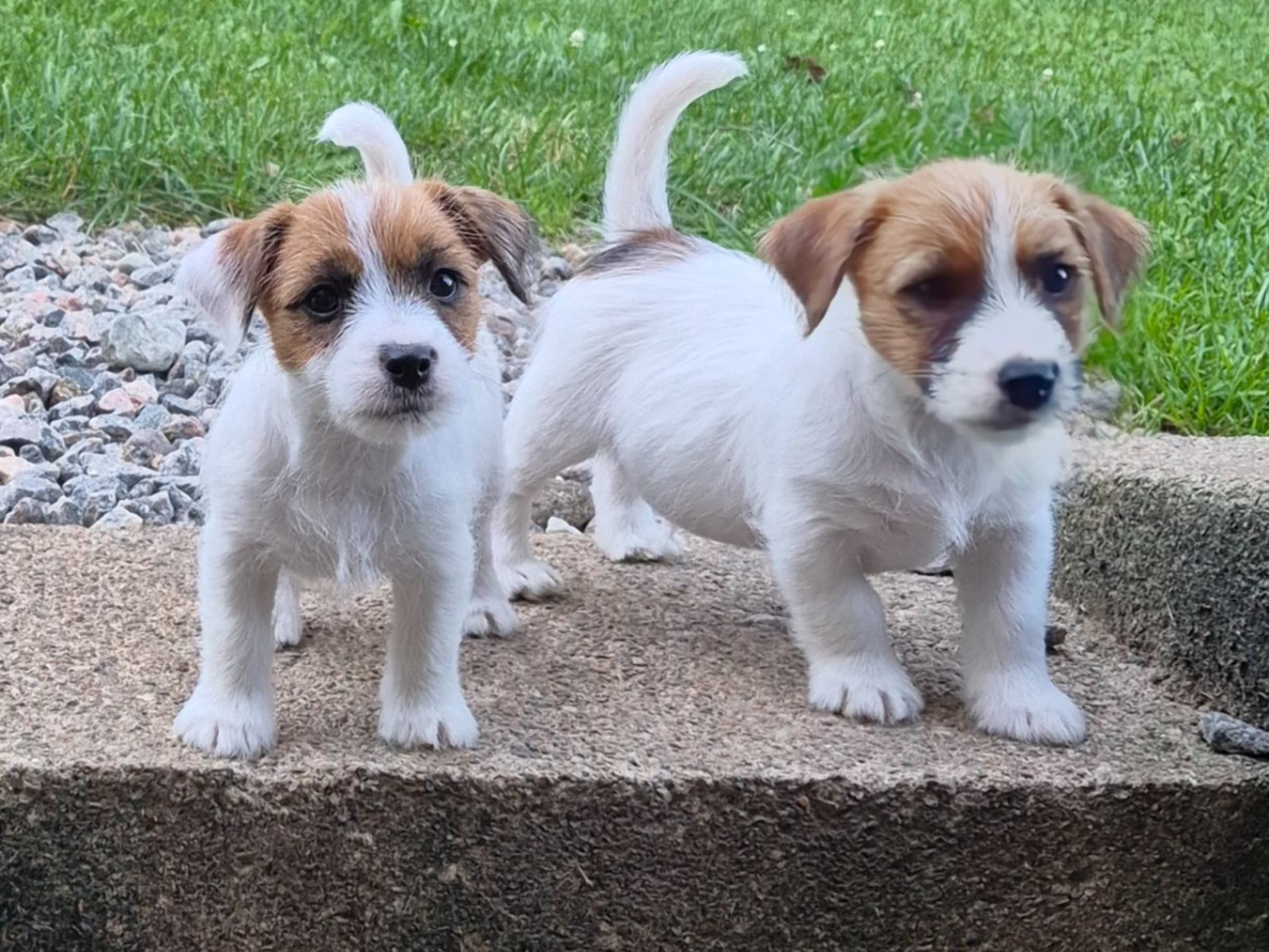 Jack russell terrier · Svenshögen · Sheridog