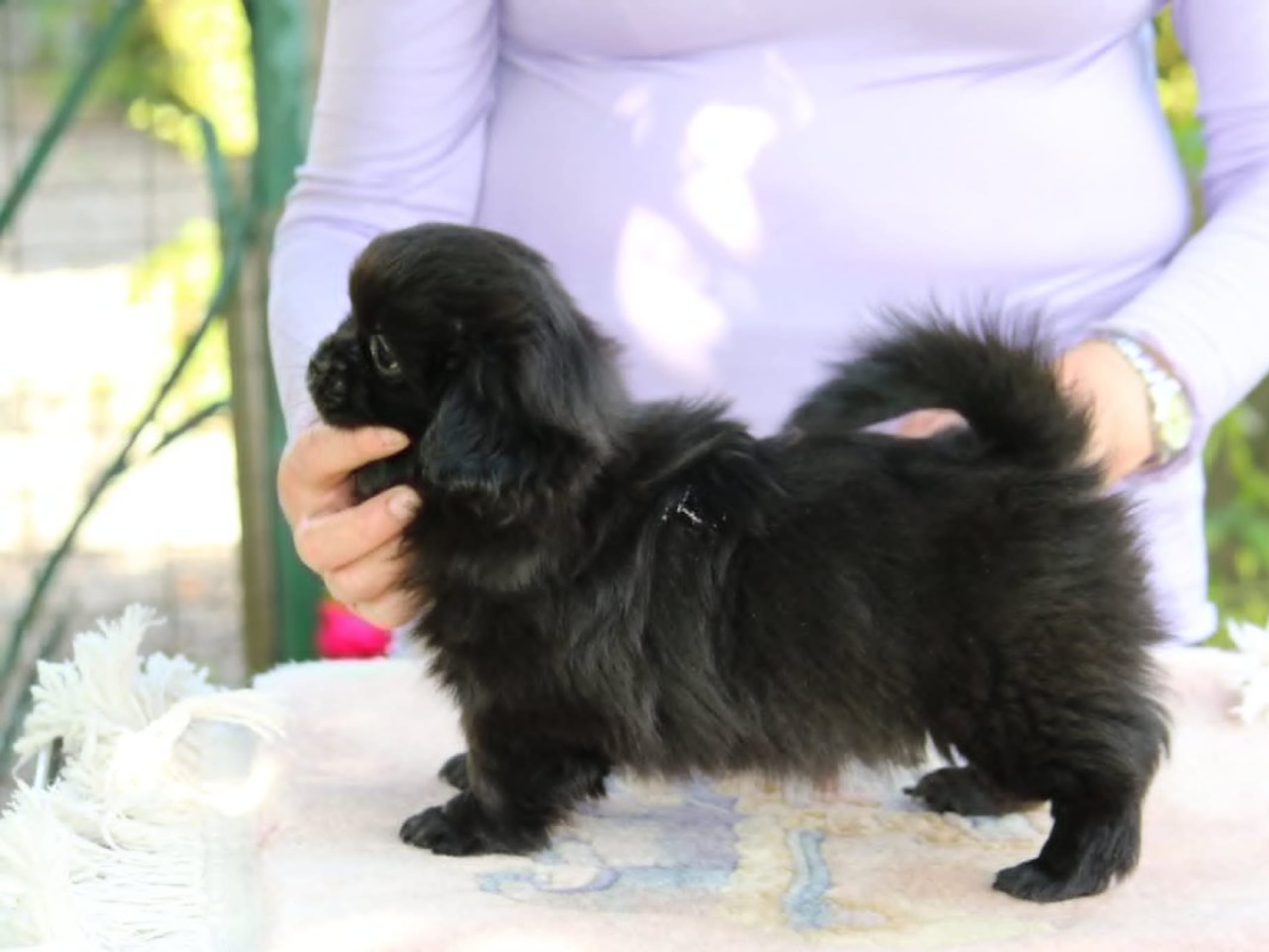 Tibetansk spaniel · Hjärup · Follow