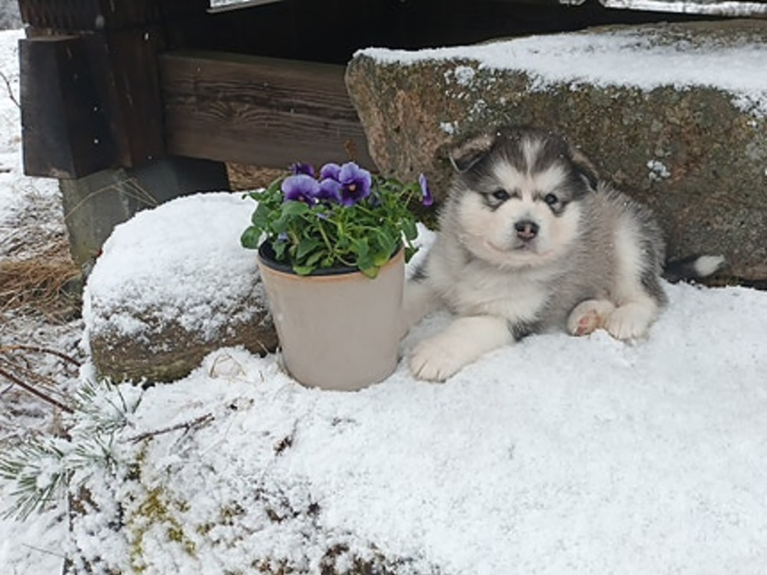 Alaskan malamute · Seljord · Kennel Kitchaq