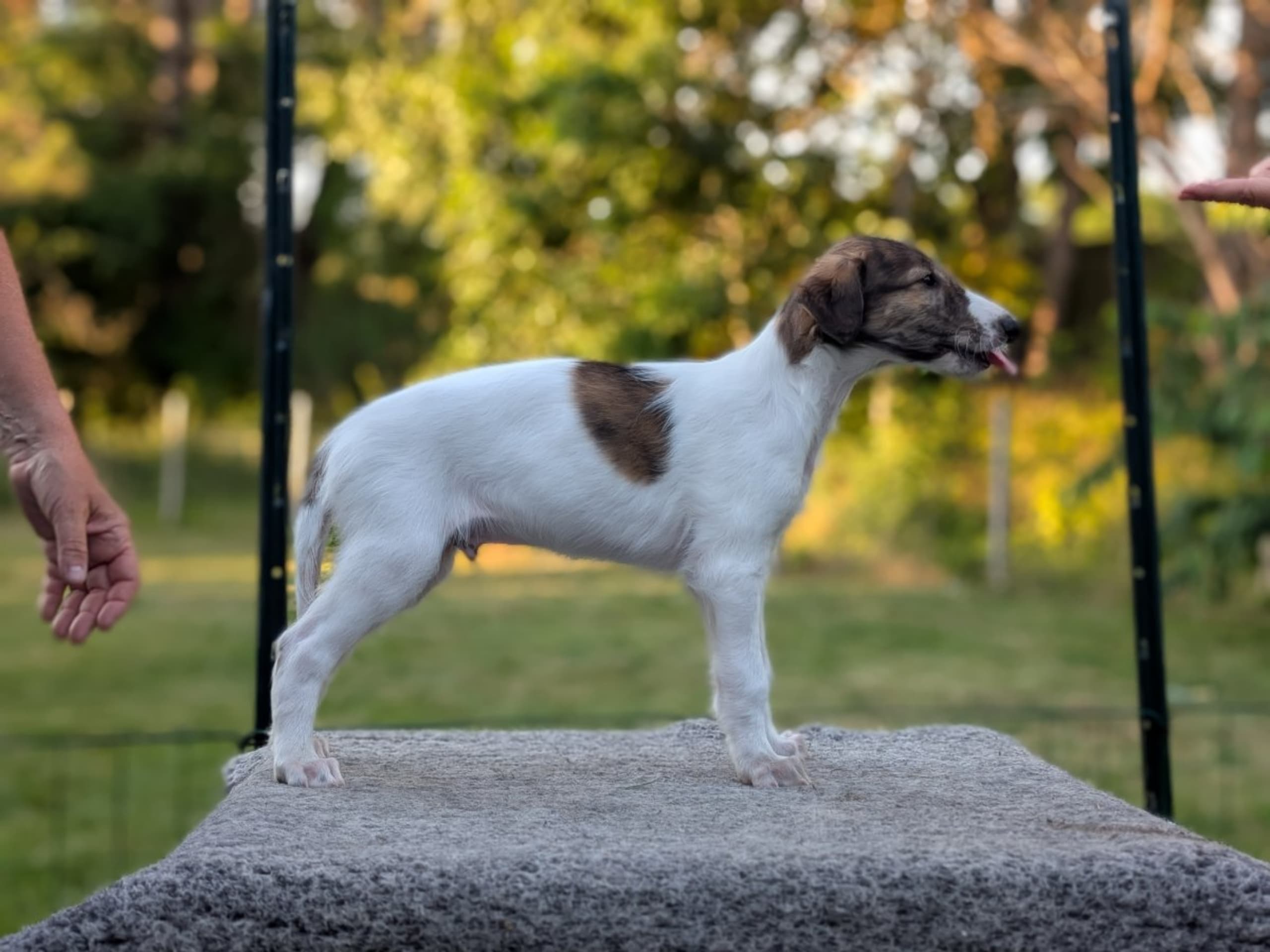 Borzoi · Västra Frölunda · Bravehounds