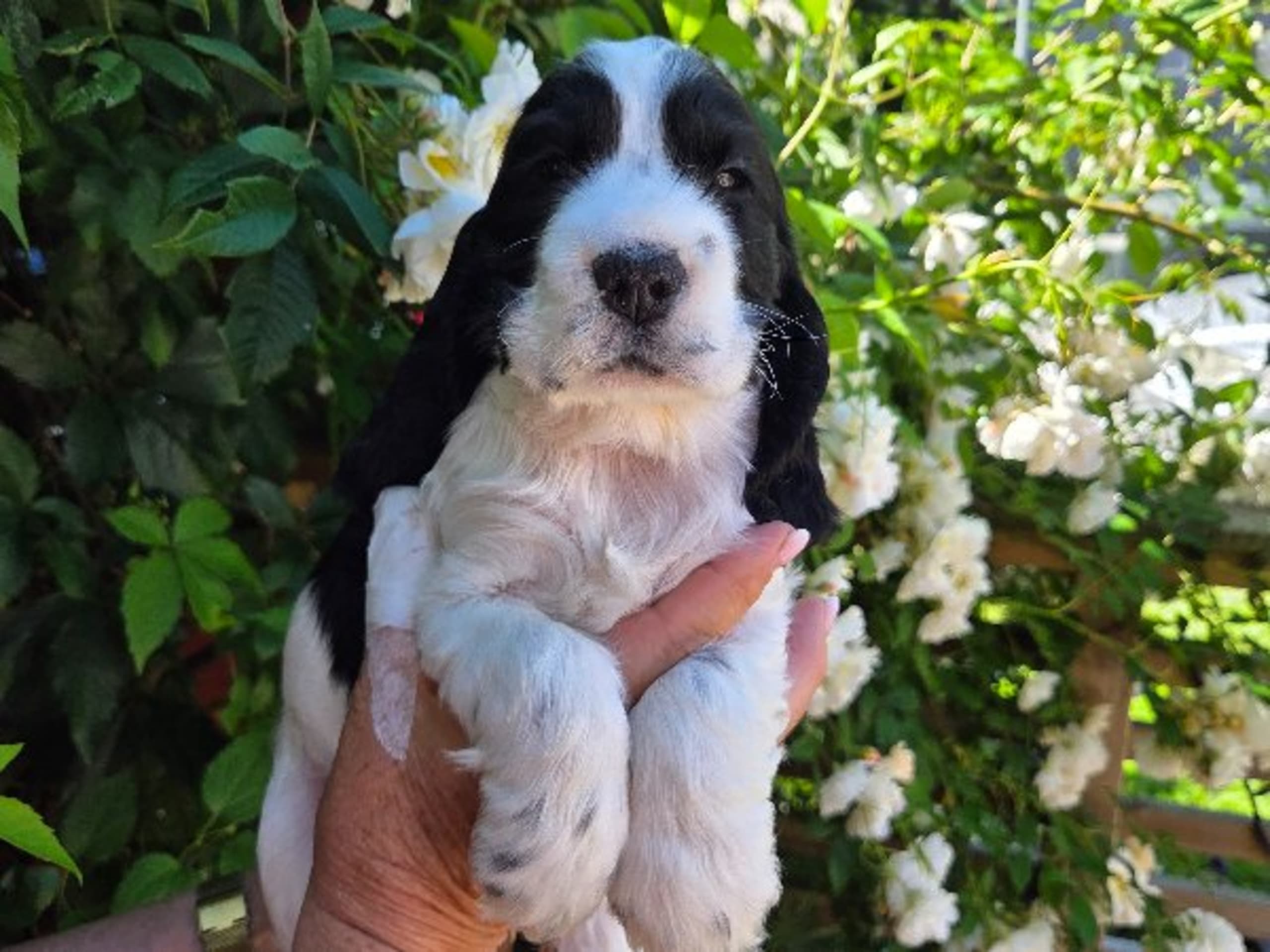 Cocker spaniel · Ösmo · Idunvallens