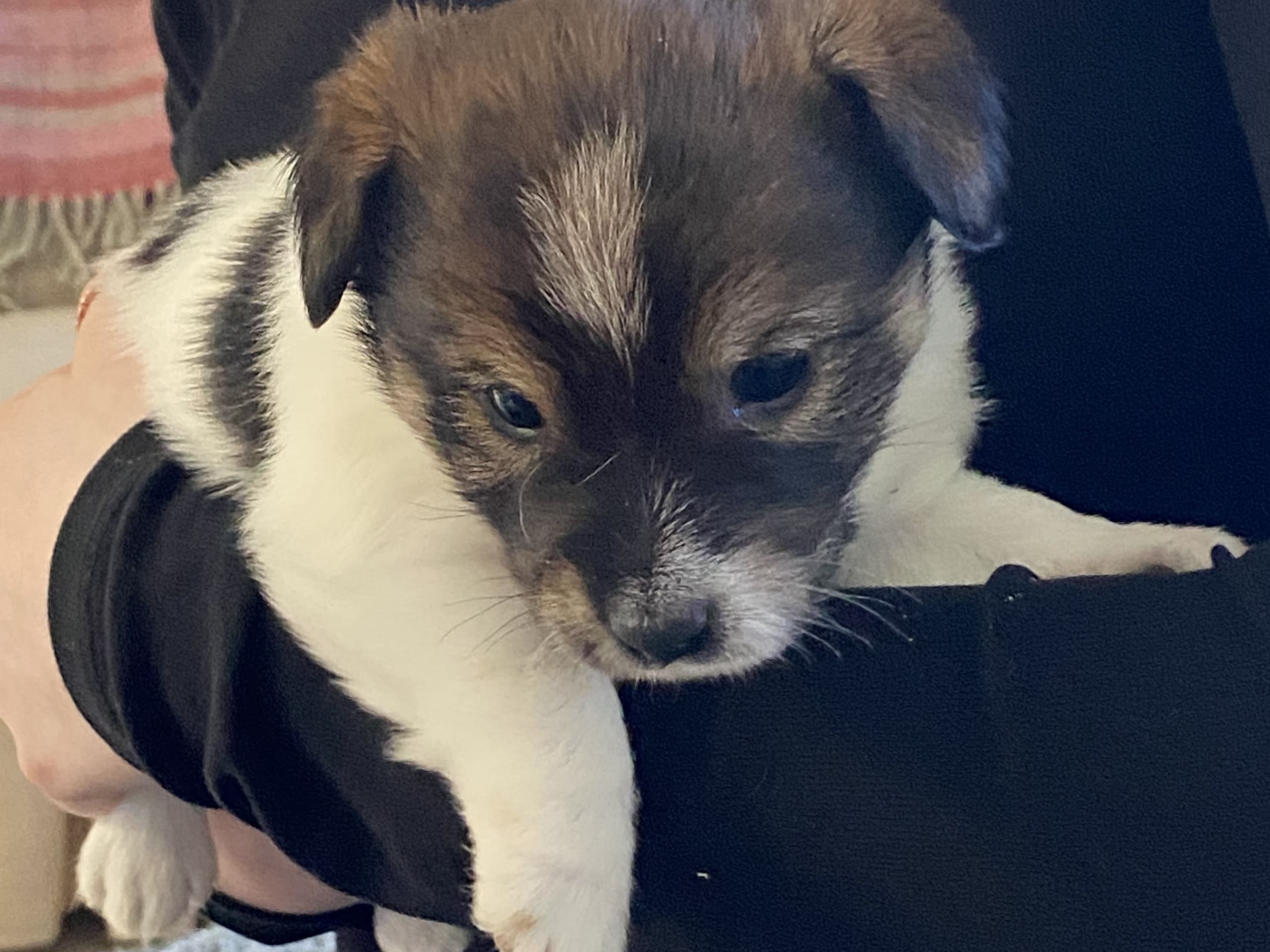 Jack russell terrier · Varberg · Kennel Beldio’s