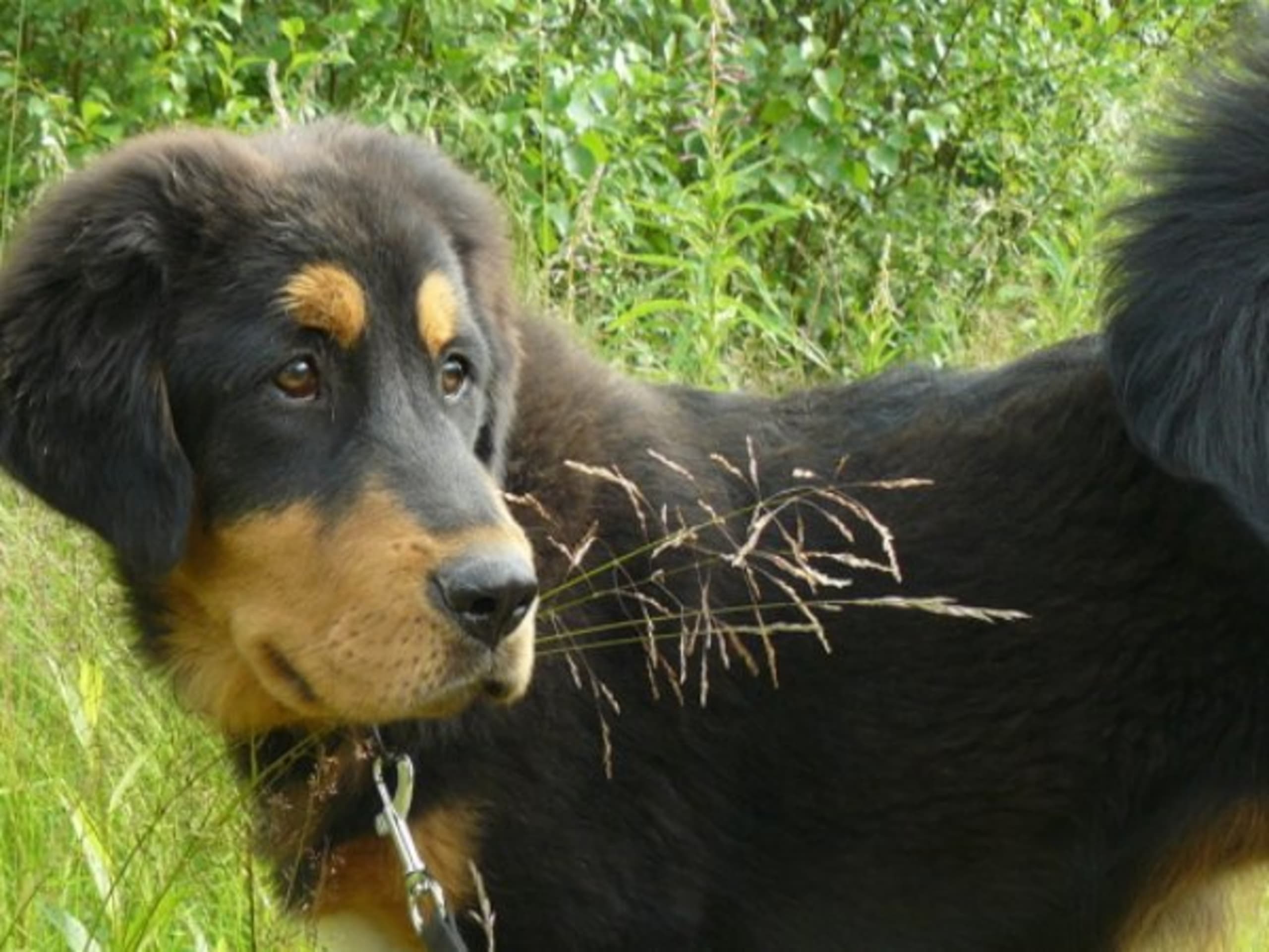 Tibetan Mastiff · Piteå · Gangs'ri Khyi