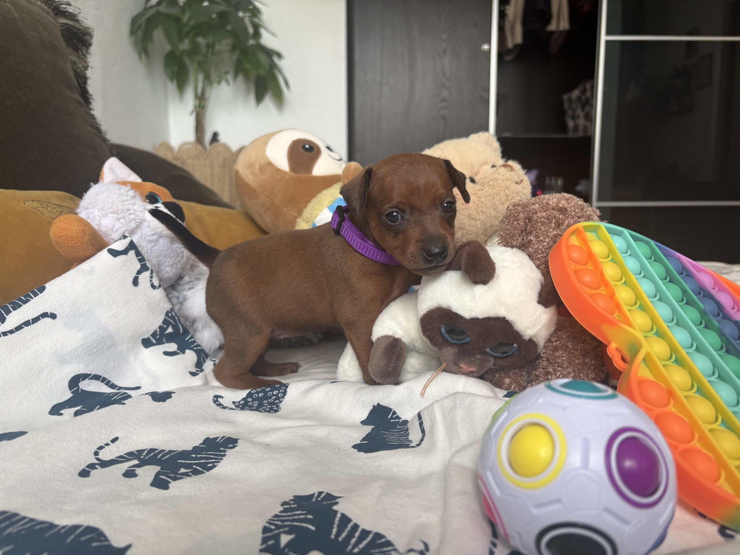 Dvergpinscher · Forsheda · Dvärgpinscher
