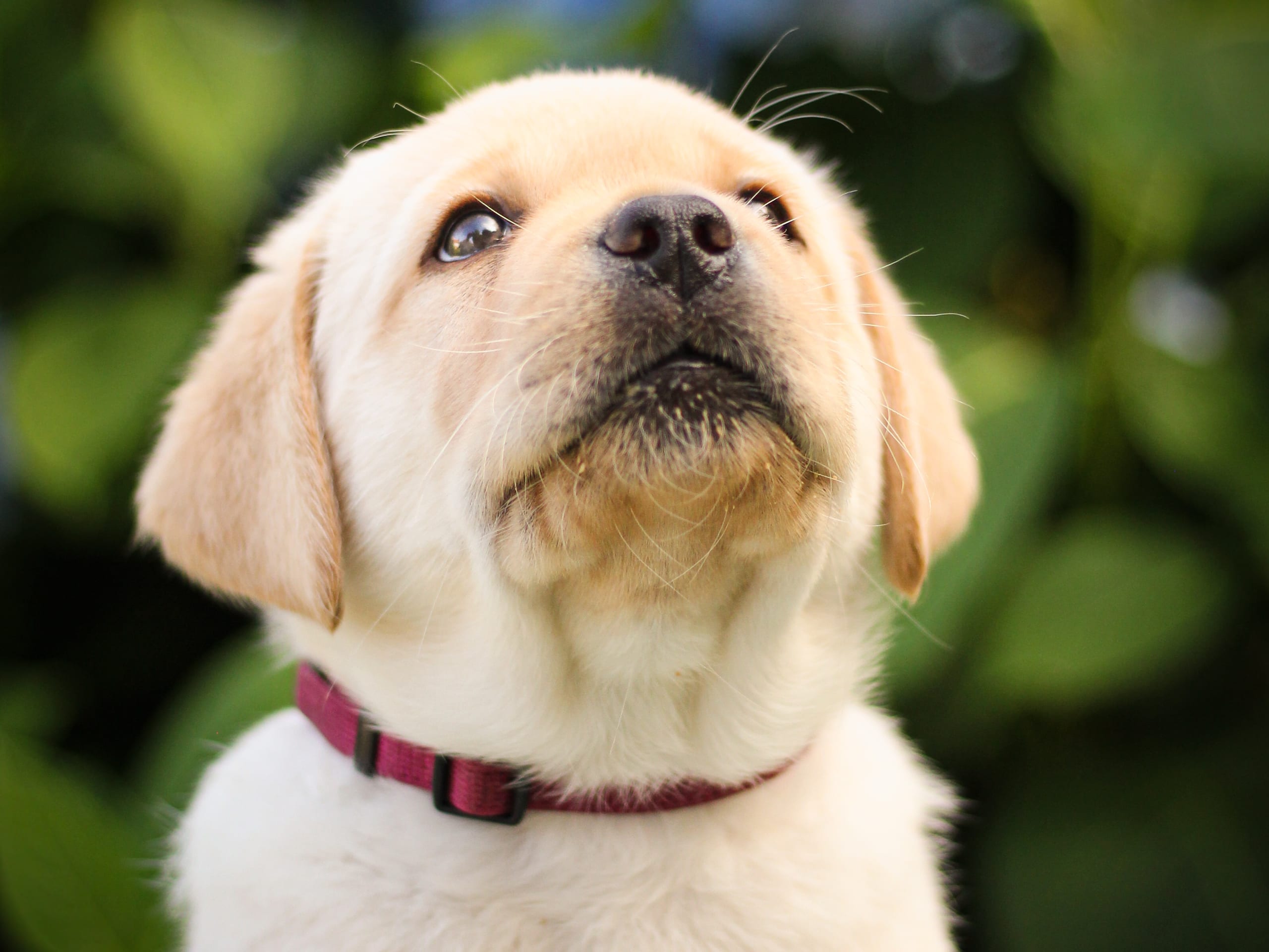 Labrador Retriever · Svärtinge · Blankgölens kennel