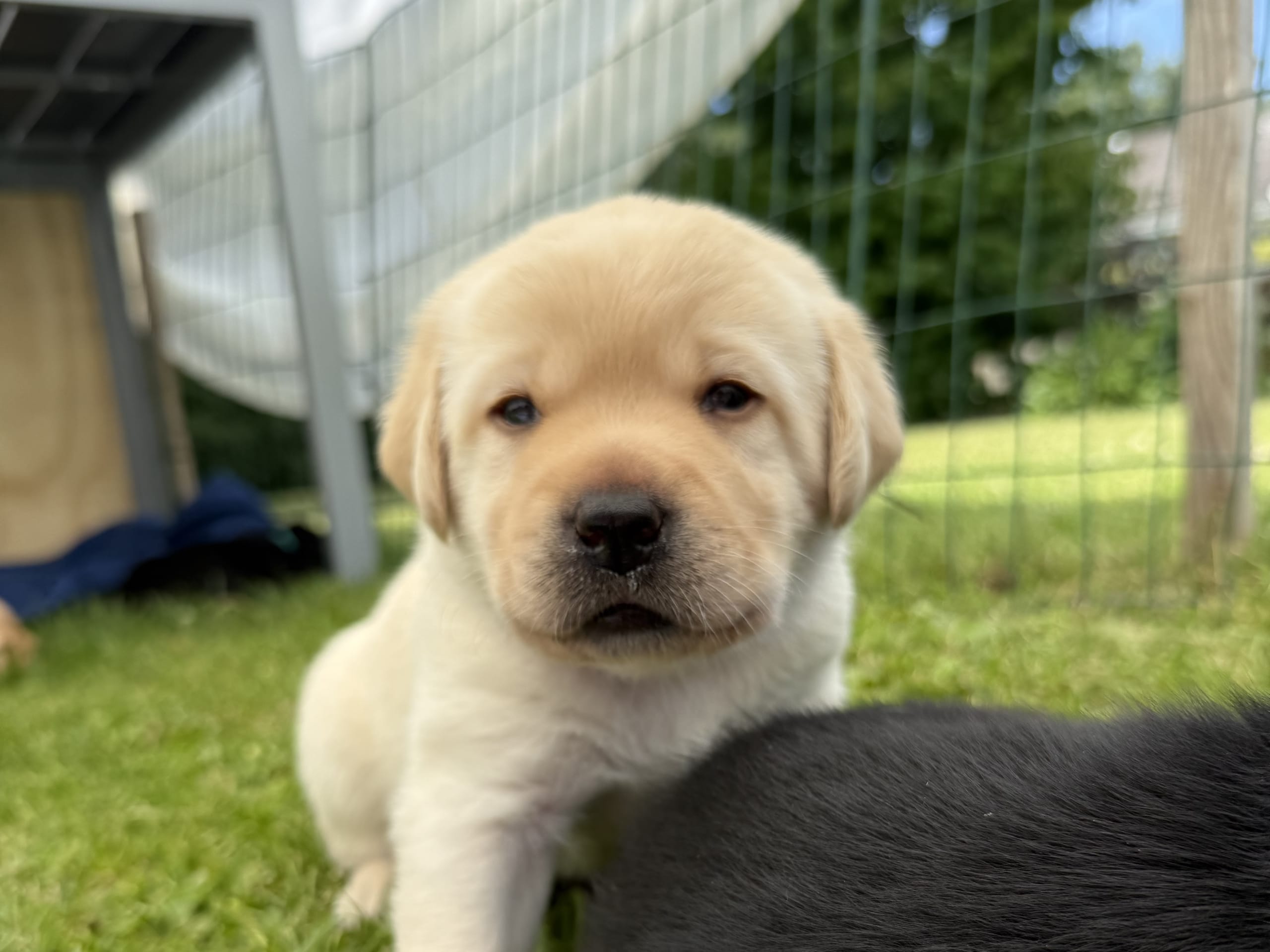 Labrador Retriever · Svärtinge · Blankgölens kennel
