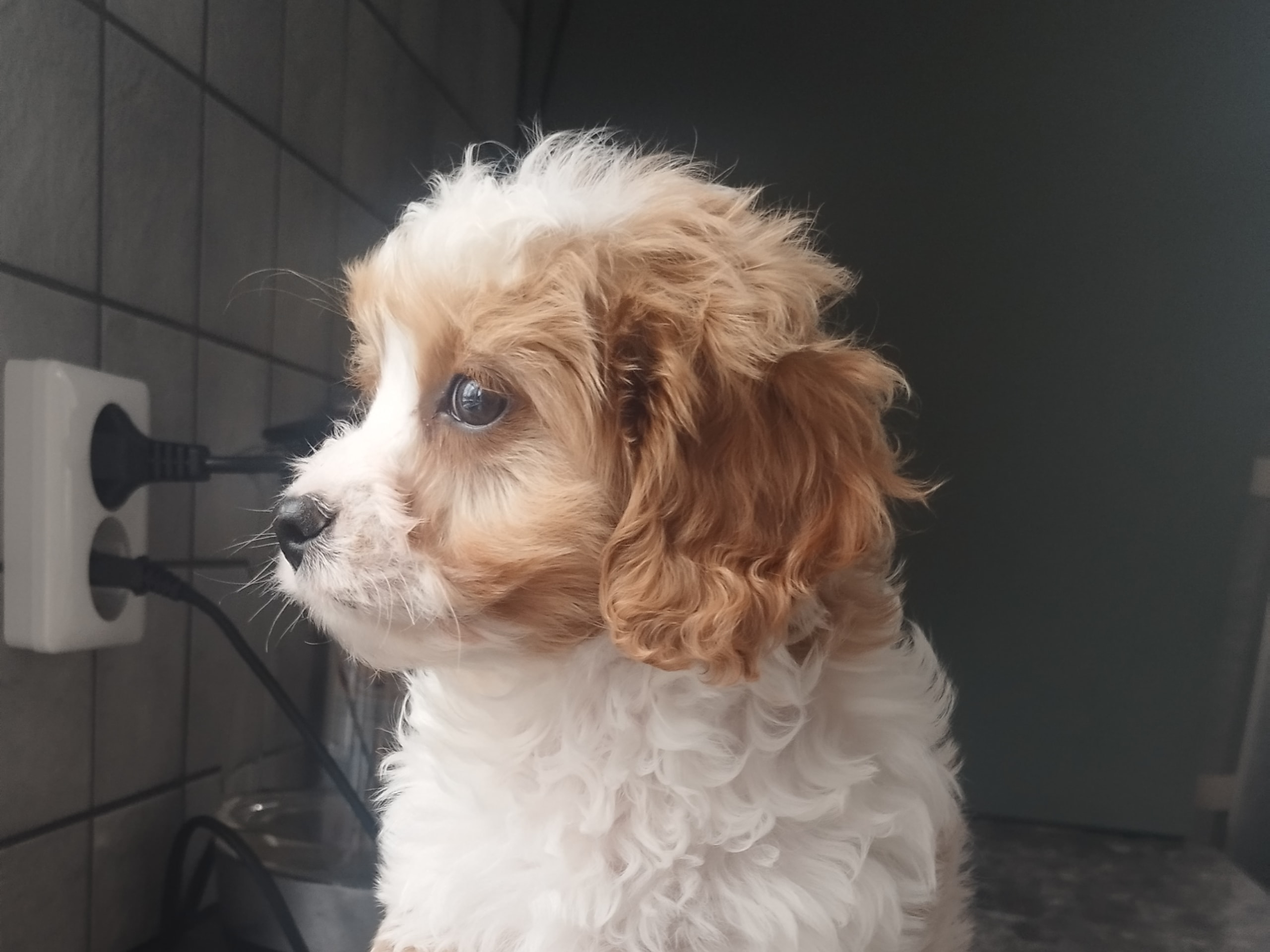 Hjortkvarns Cavapoo