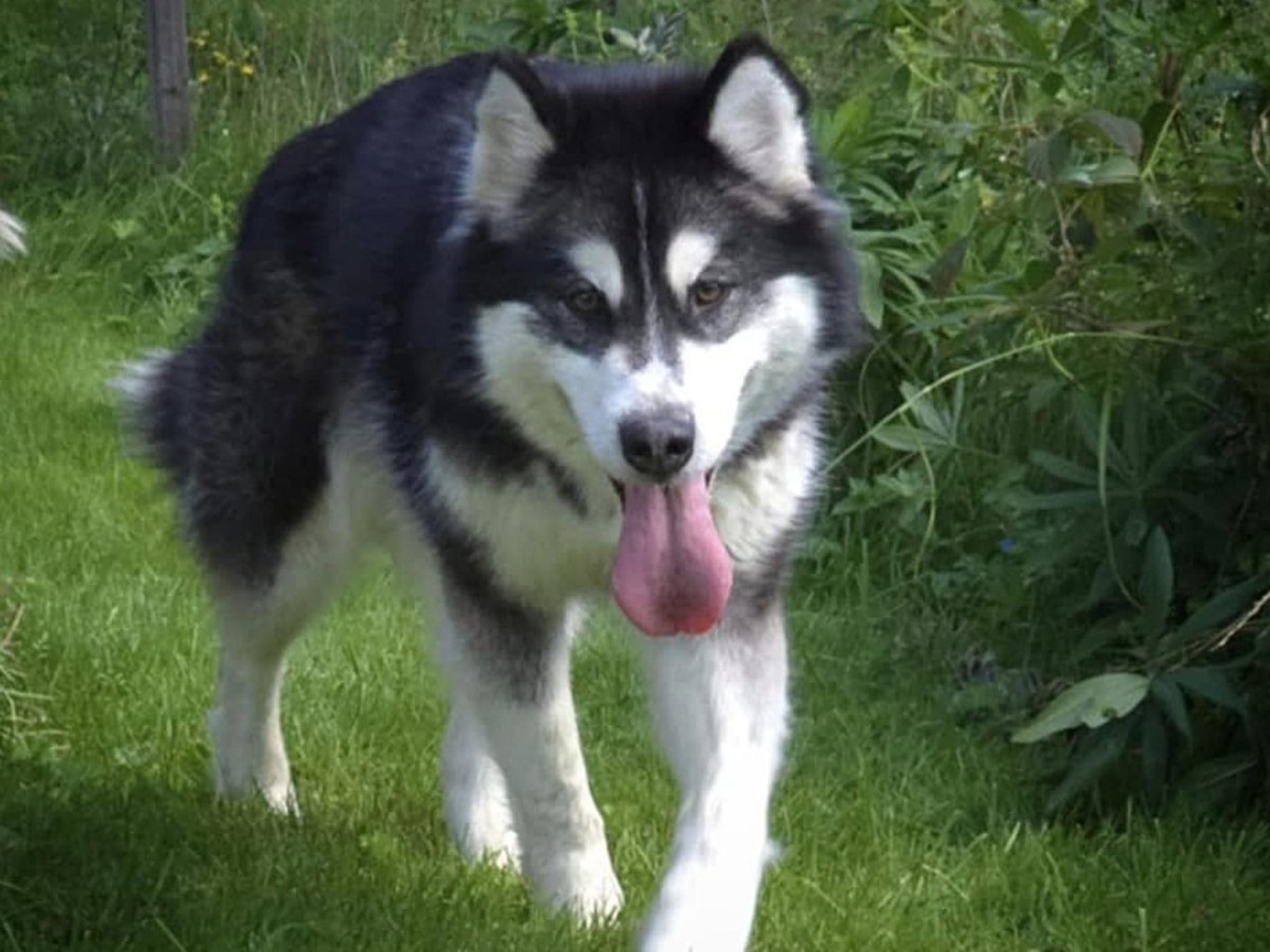 Alaskan malamute · Kil · Cheenik's
