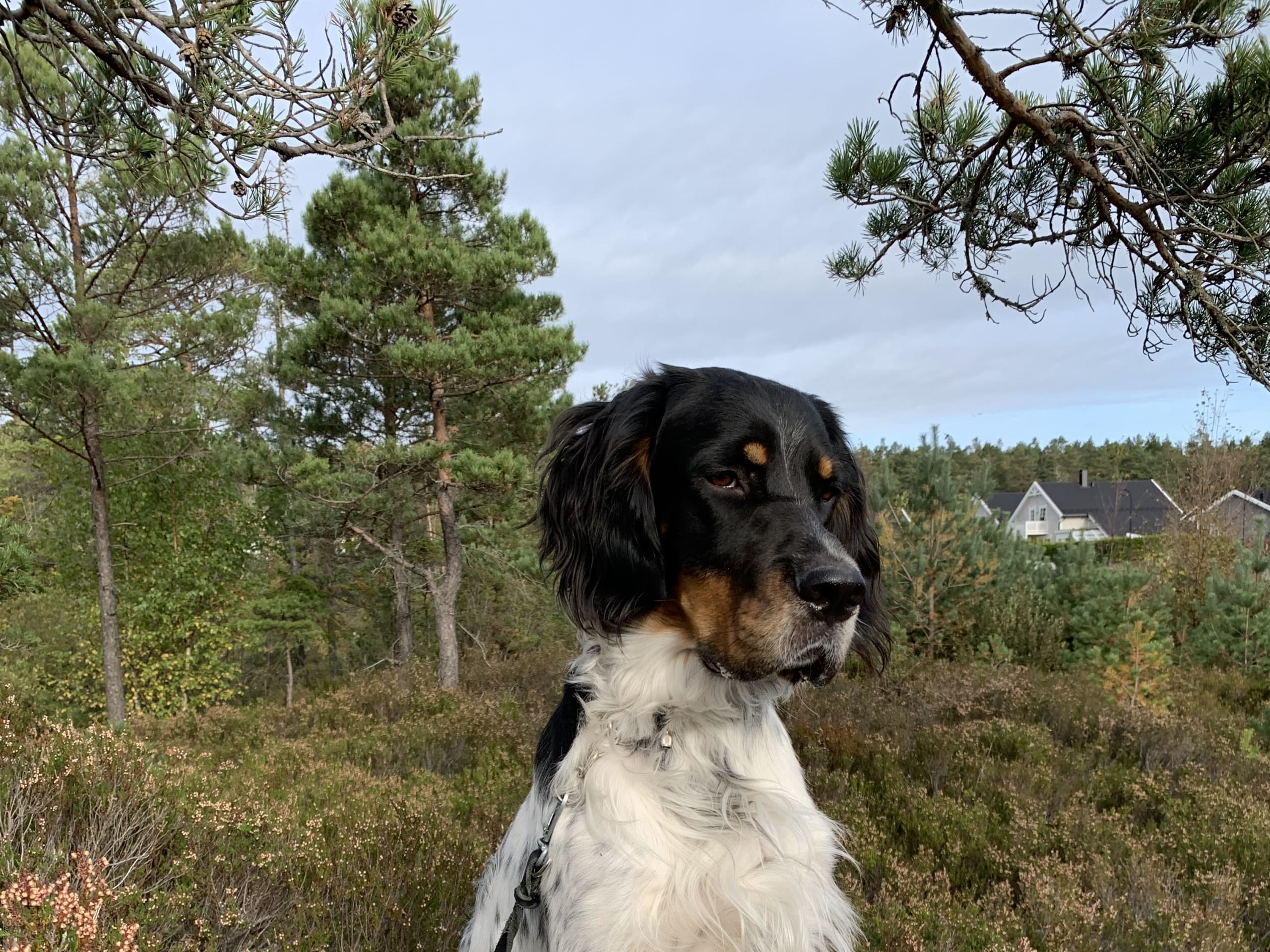 English Setter · Risør · Sverre T.
