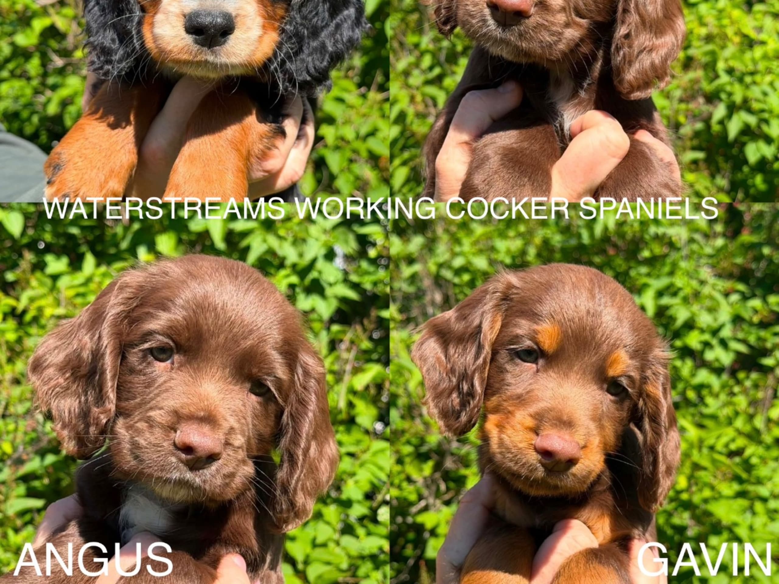 Cocker spaniel · Hallen · Waterstreams