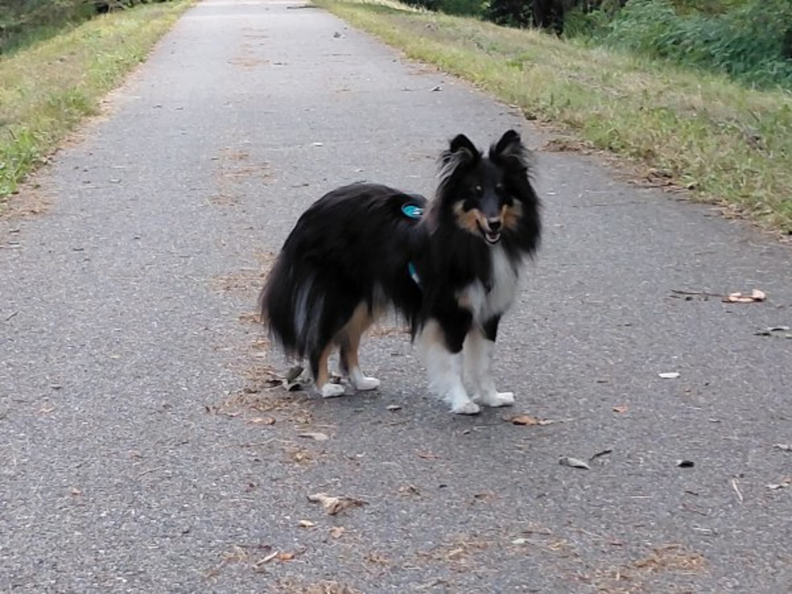 Shetland Sheepdog · Upphärad · Olssinge