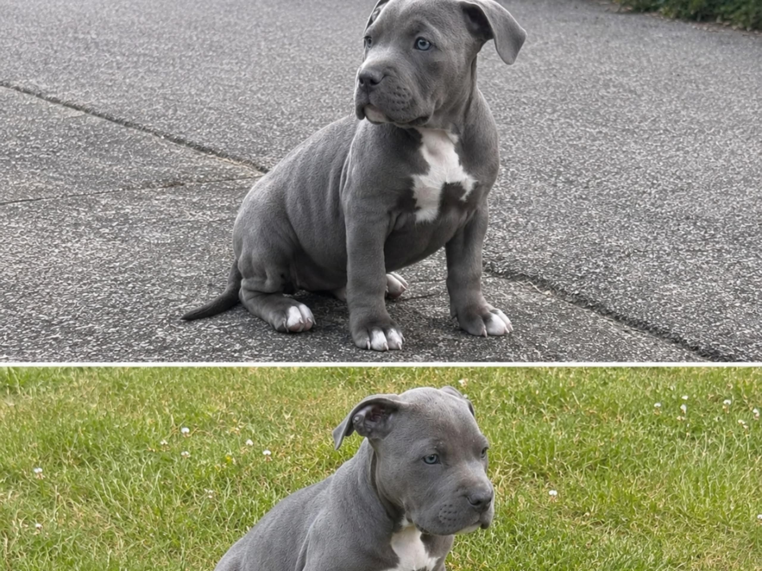 American bully