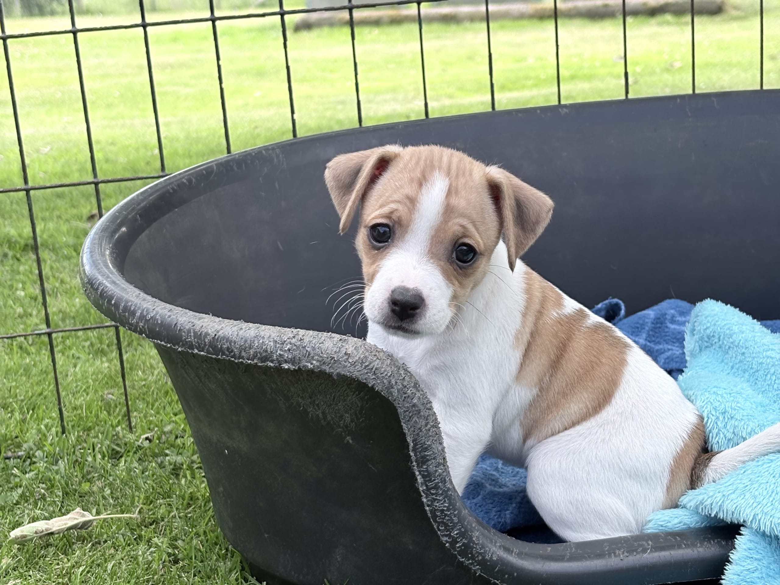 Dansk-svensk gårdhund