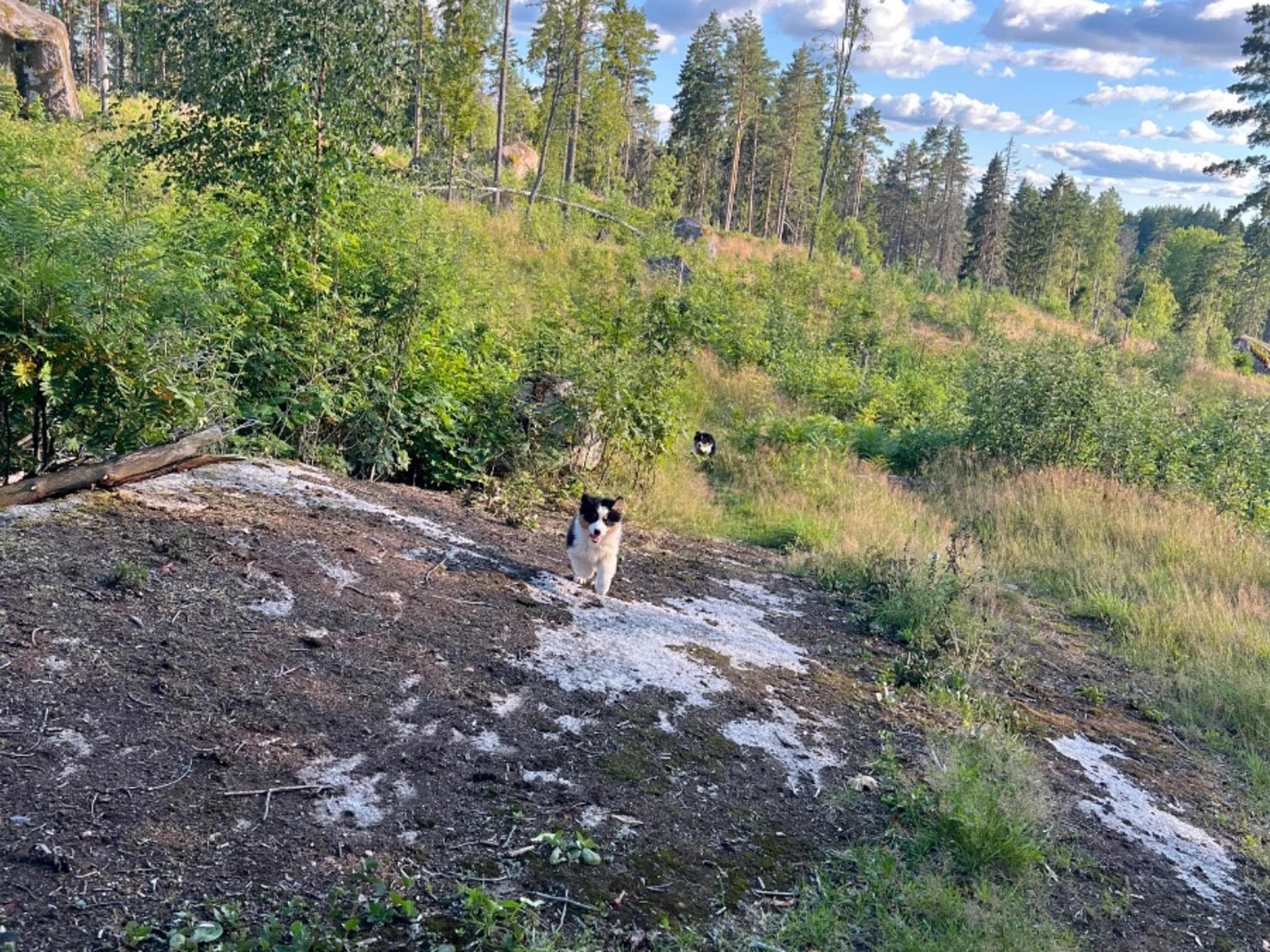 Australian Shepherd · Ulrika · Best Of Brawehearts