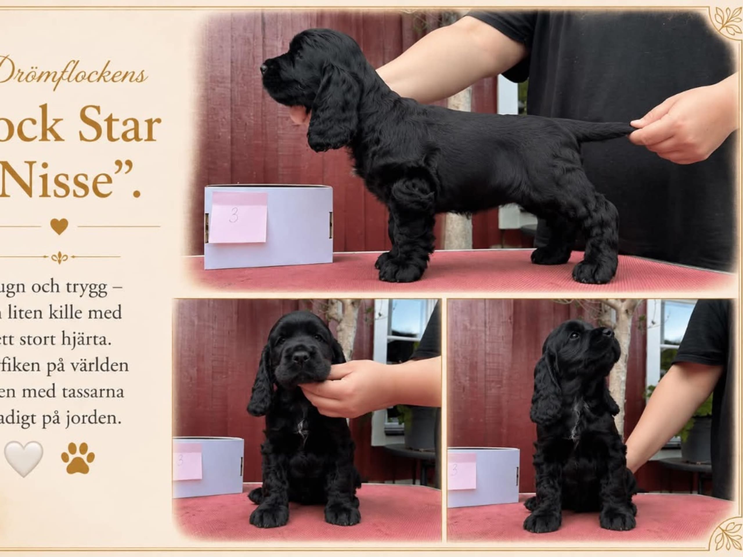 Cocker spaniel · Tollarp · Drömflockens