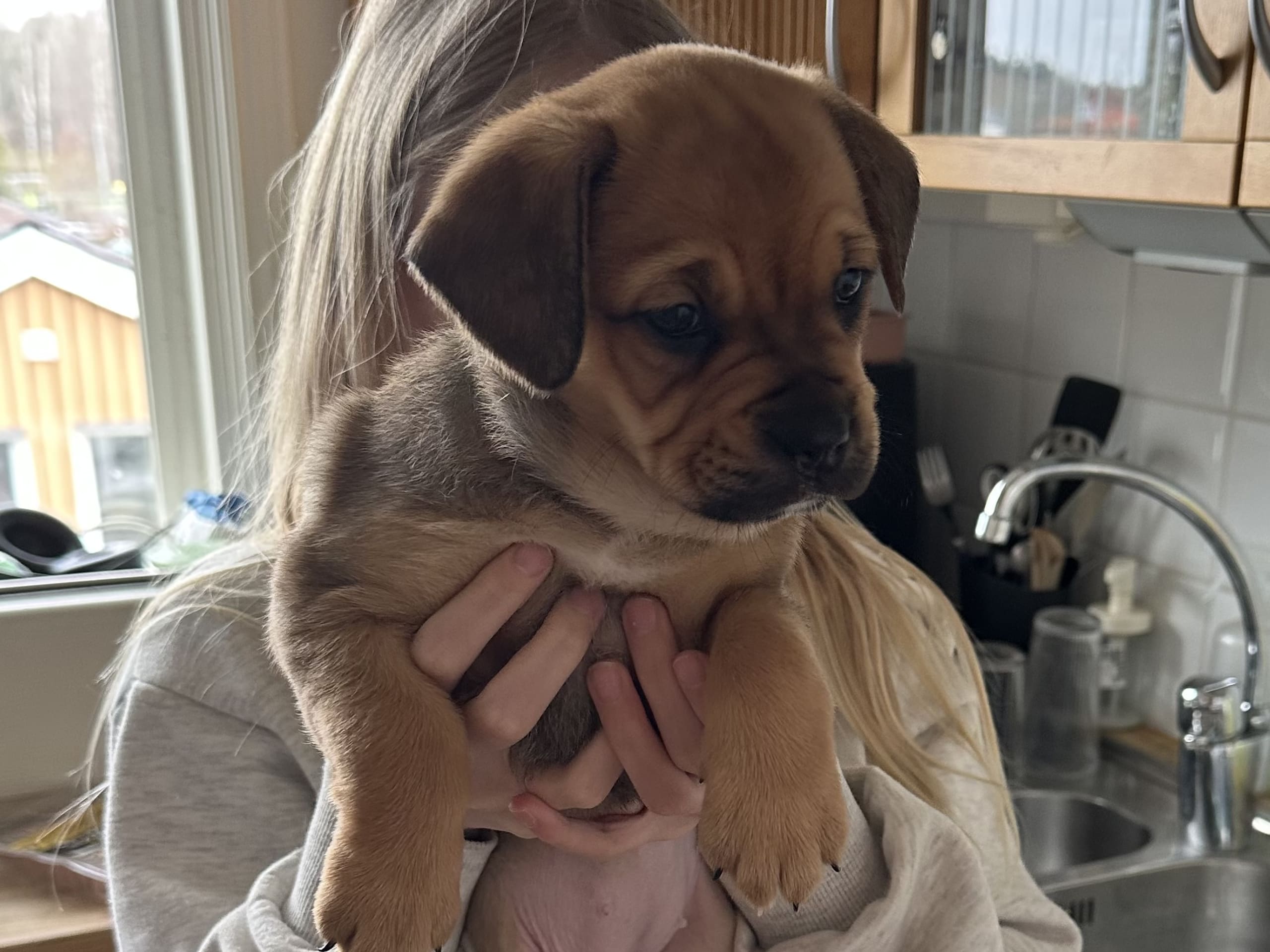 Fransk bulldog och Australiensisk Sheperd · Karlstad · Mia A.