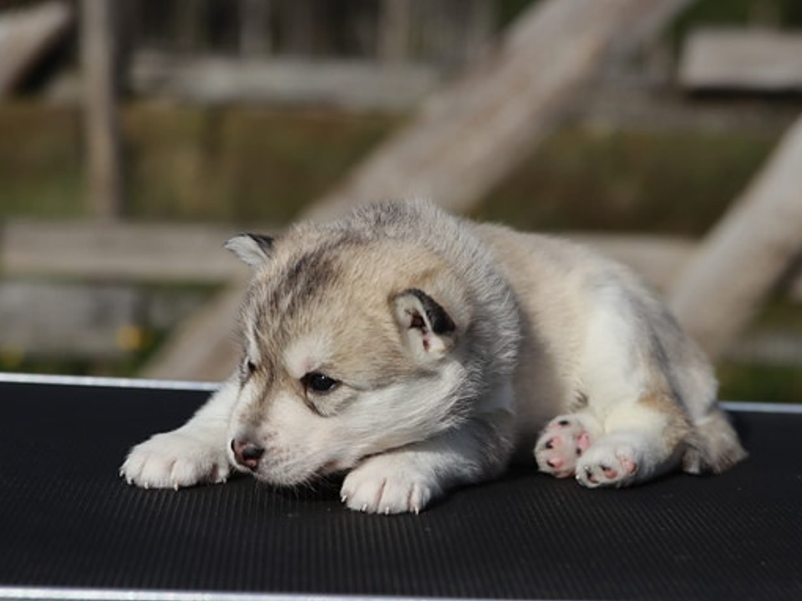 Siberian husky · Sørskogbygda · Joanna Krystyna Ratajczak