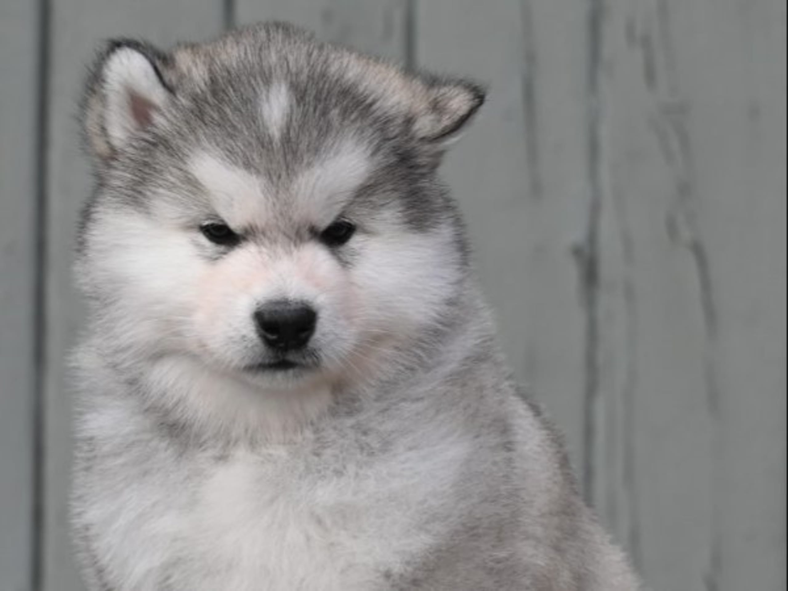 Alaskan Malamute · örkelljunga · Spotty Dot's
