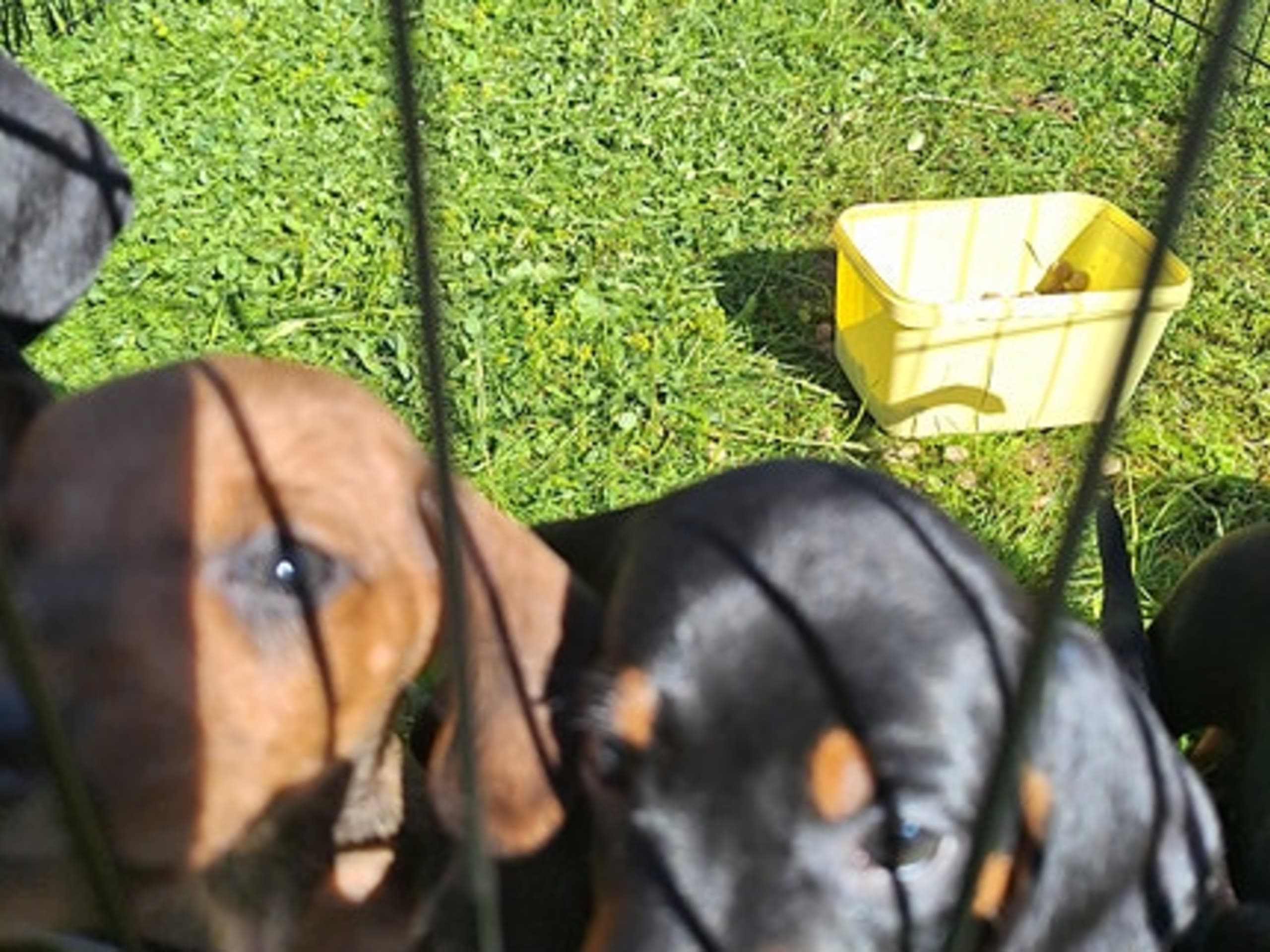 Dachshund · Helle · Rune Rasmussen